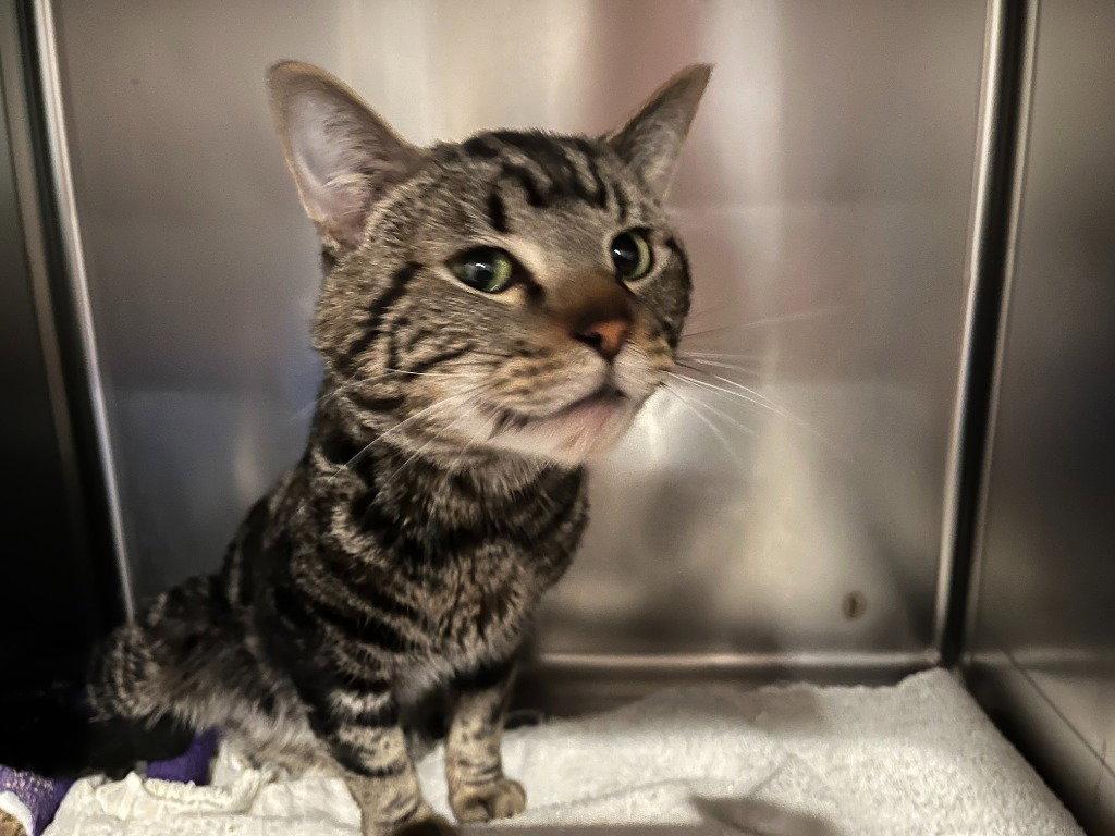 Enlarge Summit, a Adoptable Domestic Short Hair in St. Helens, OR image 1/2