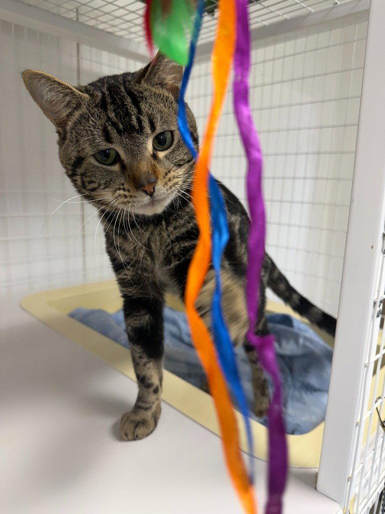 Enlarge Summit, a Adoptable Domestic Short Hair in St. Helens, OR image 2/2