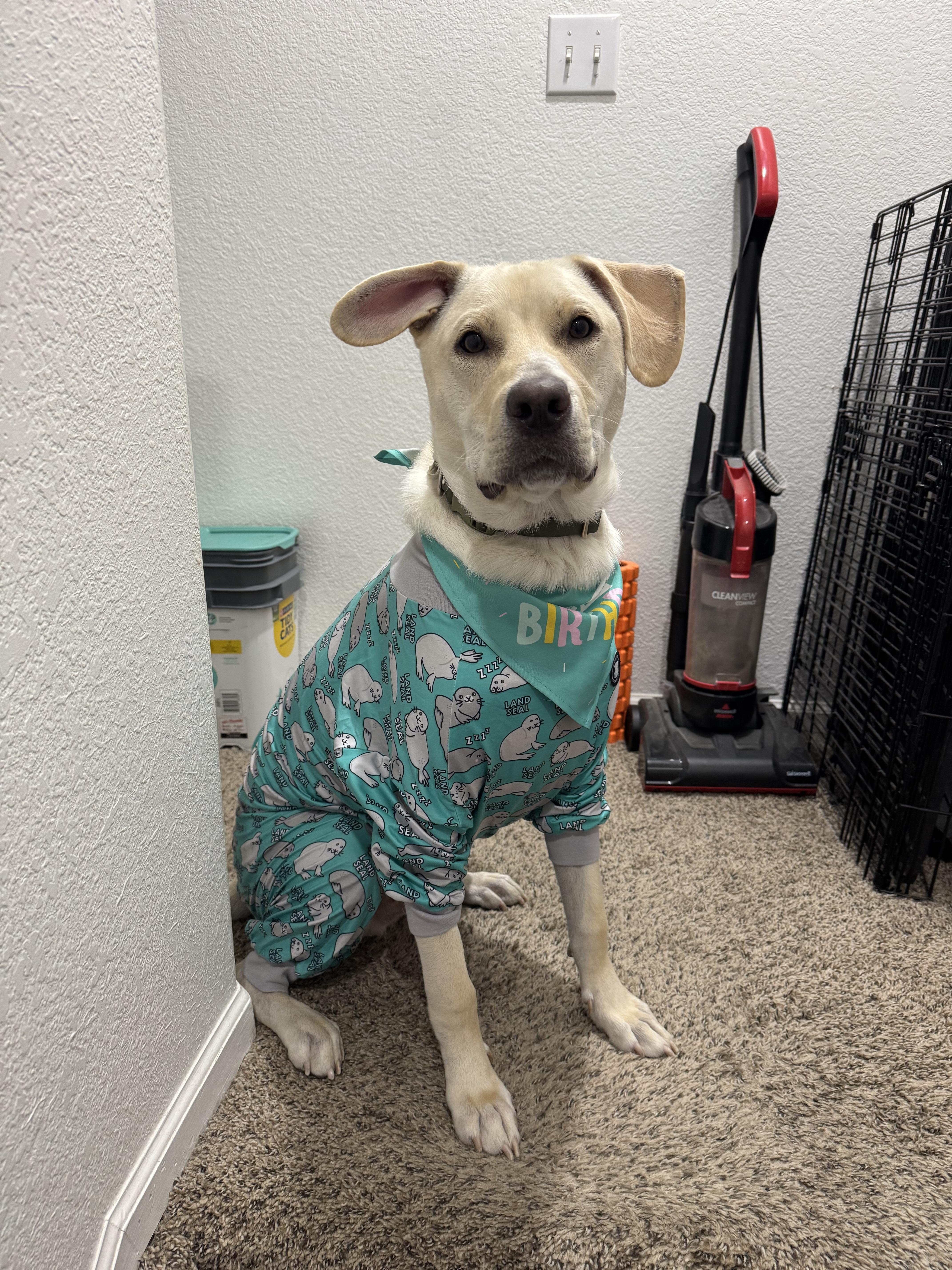 Aidan, a Adoptable mixed breed in Windsor, CO image 1/4