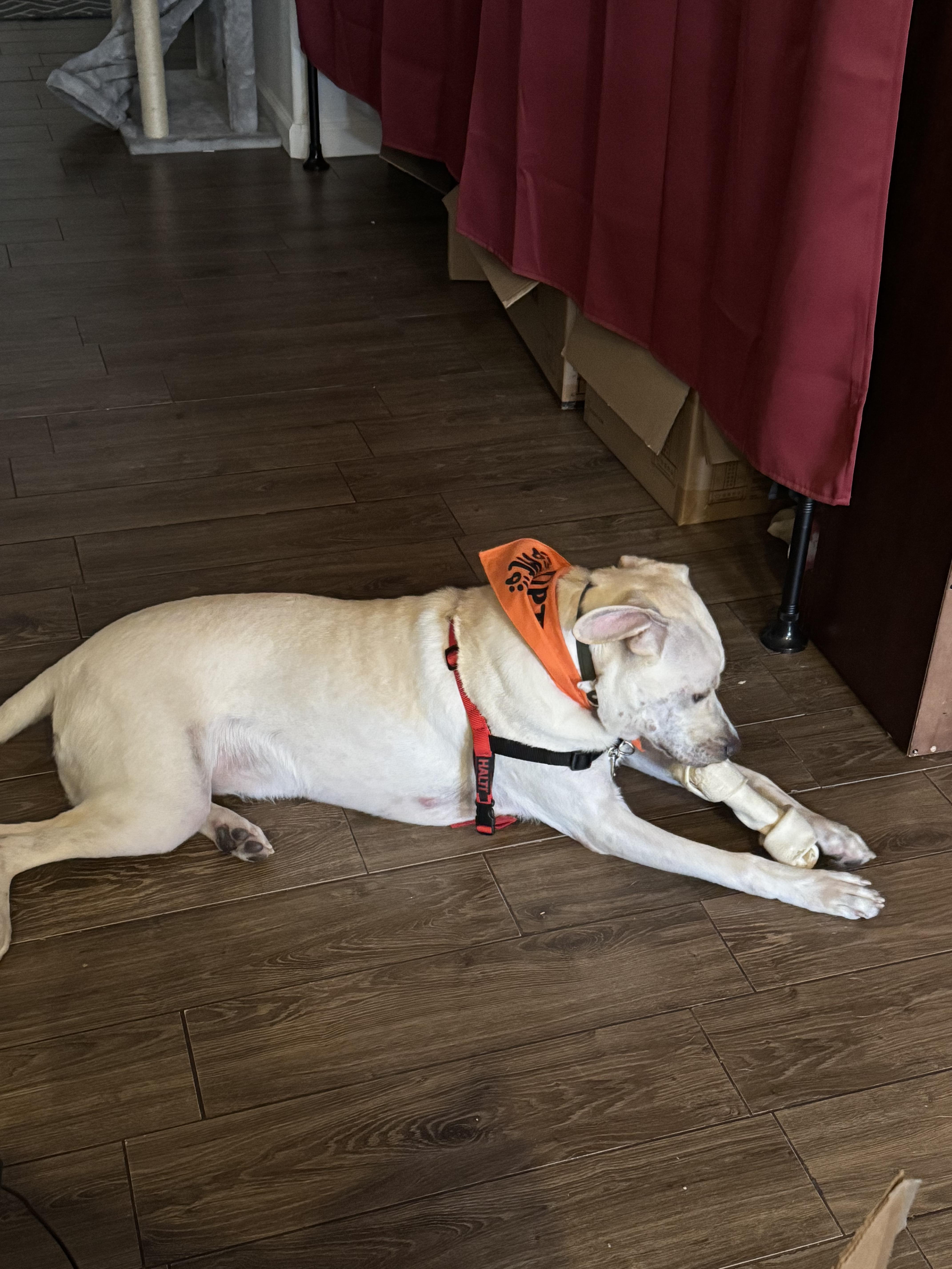 Aidan, a Adoptable mixed breed in Windsor, CO image 2/4