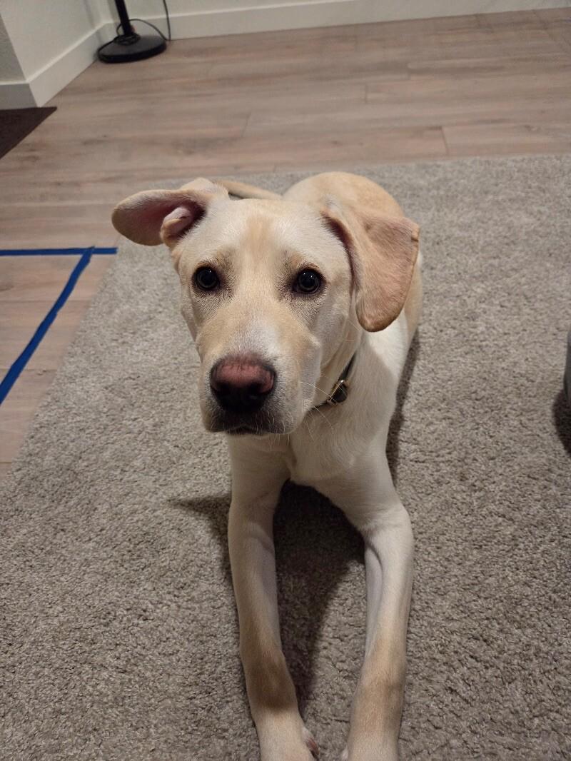 Aidan, a Adoptable mixed breed in Windsor, CO image 3/6