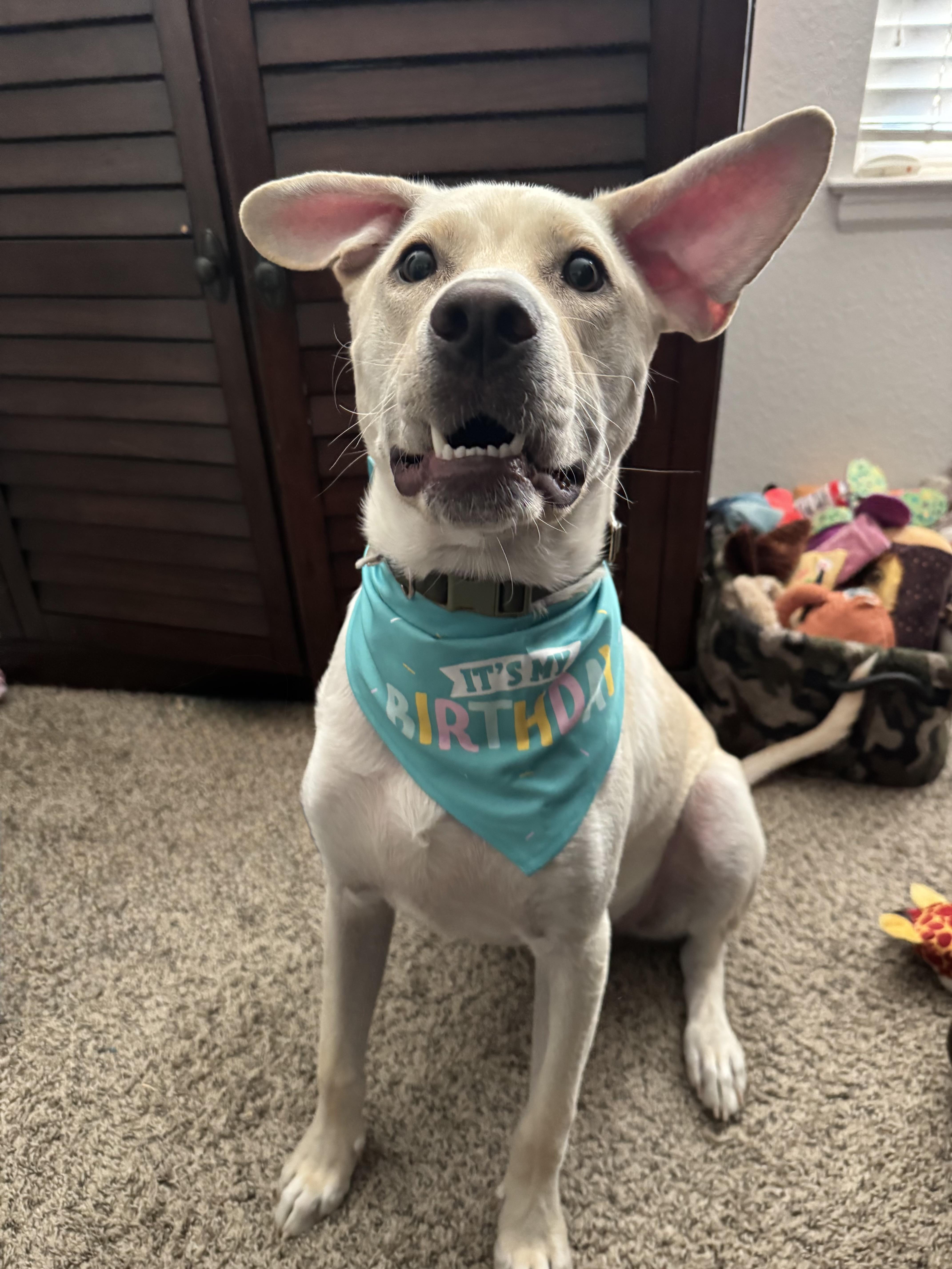 Aidan, a Adoptable mixed breed in Windsor, CO image 3/4