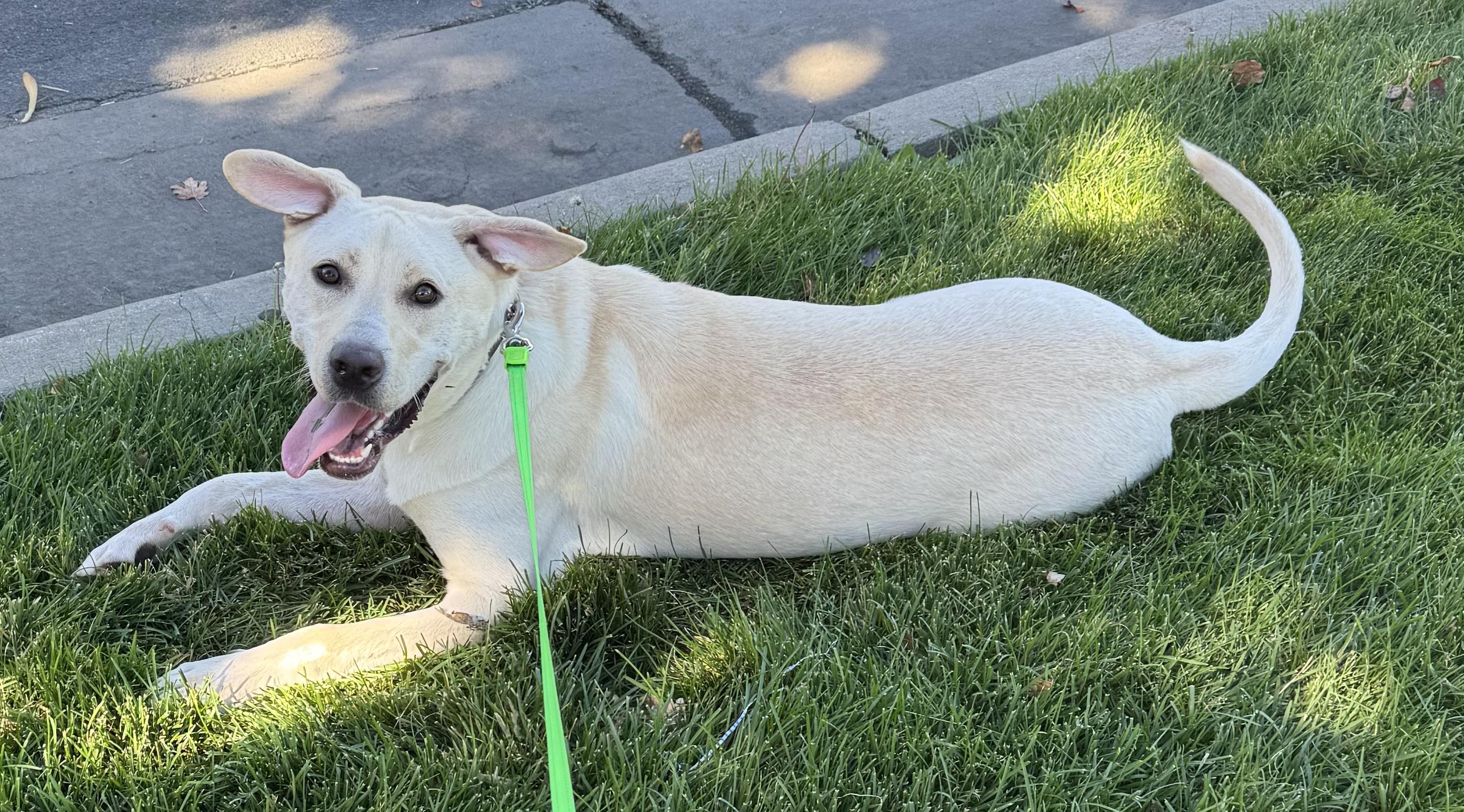 Aidan, a Adoptable mixed breed in Windsor, CO image 4/4