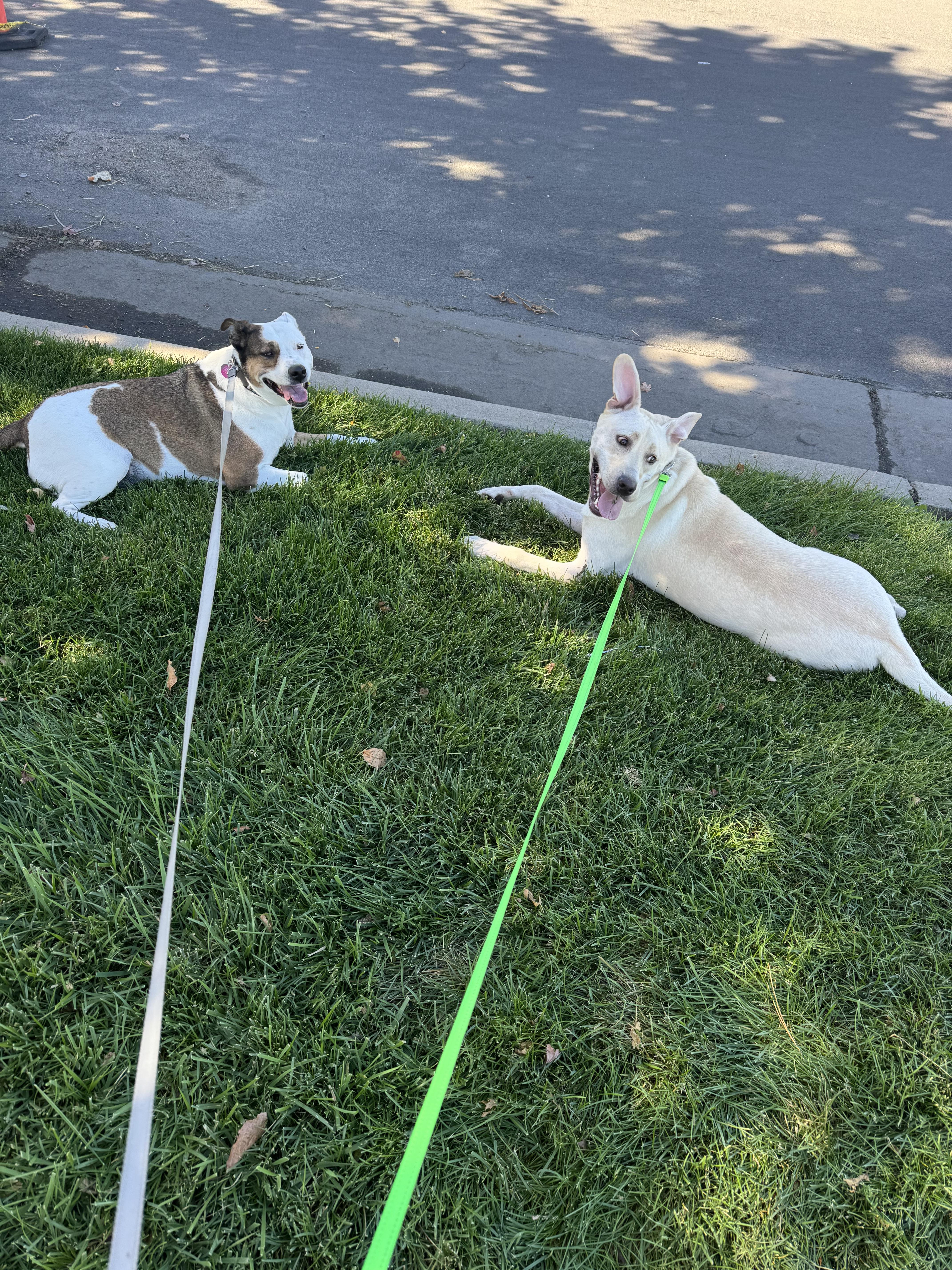 Aidan, a Adoptable mixed breed in Windsor, CO image 6/6