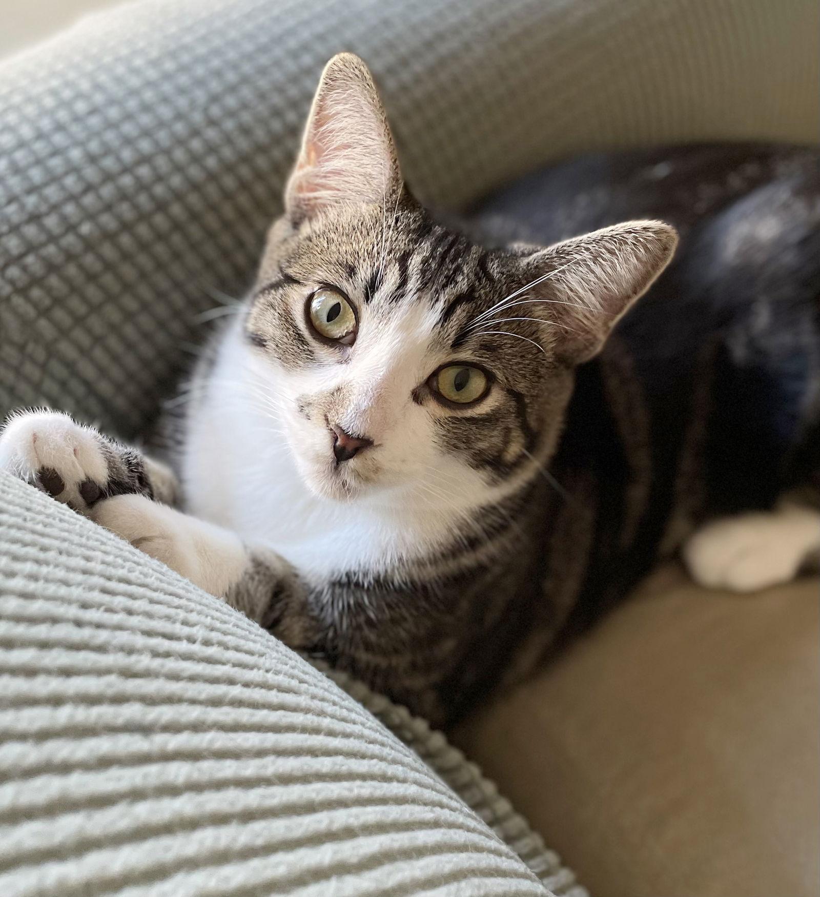 Enlarge Kumquat, a Adoptable mixed breed in Alameda, CA image 1/3