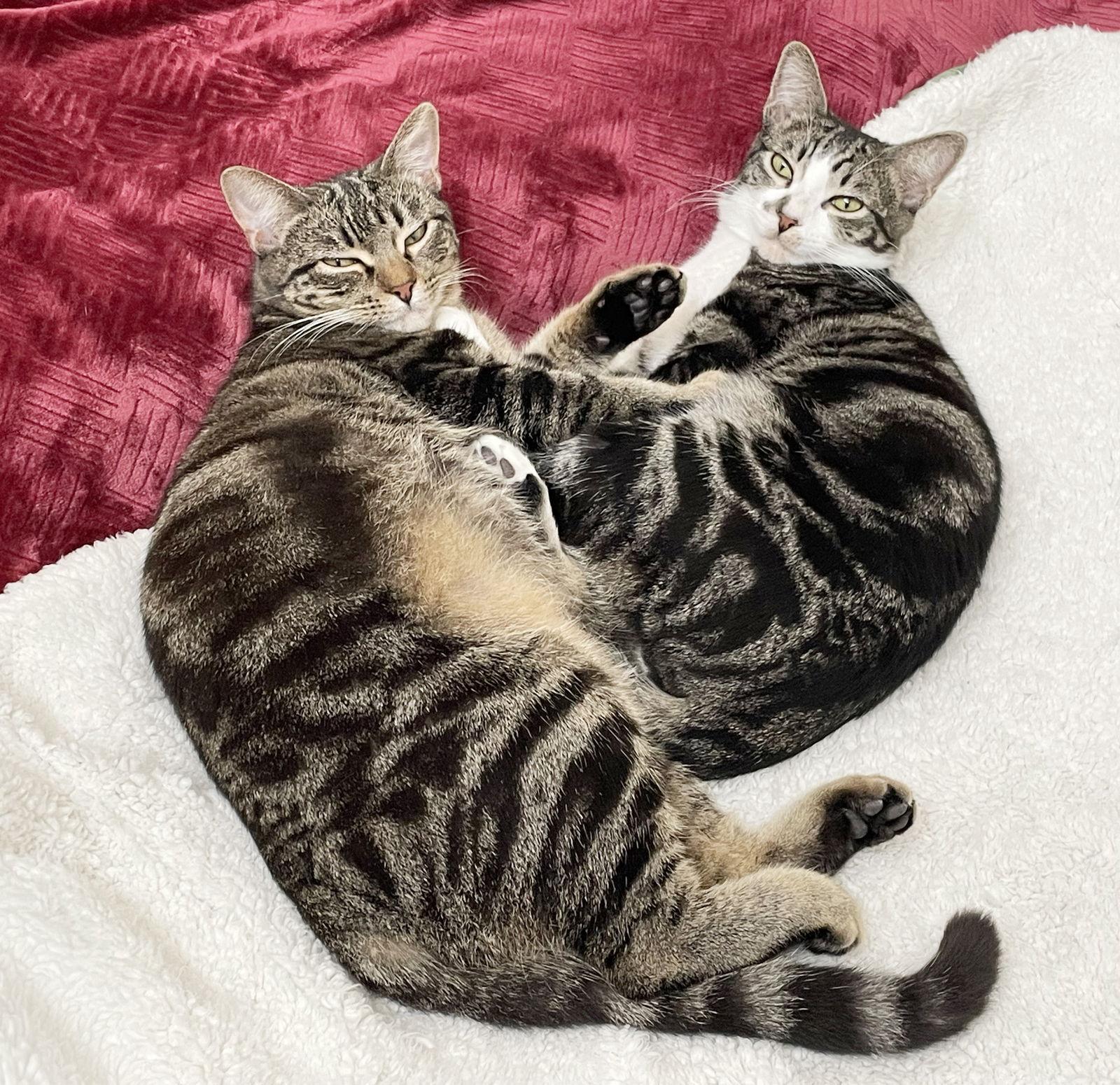 Enlarge Kumquat, a Adoptable mixed breed in Alameda, CA image 2/3