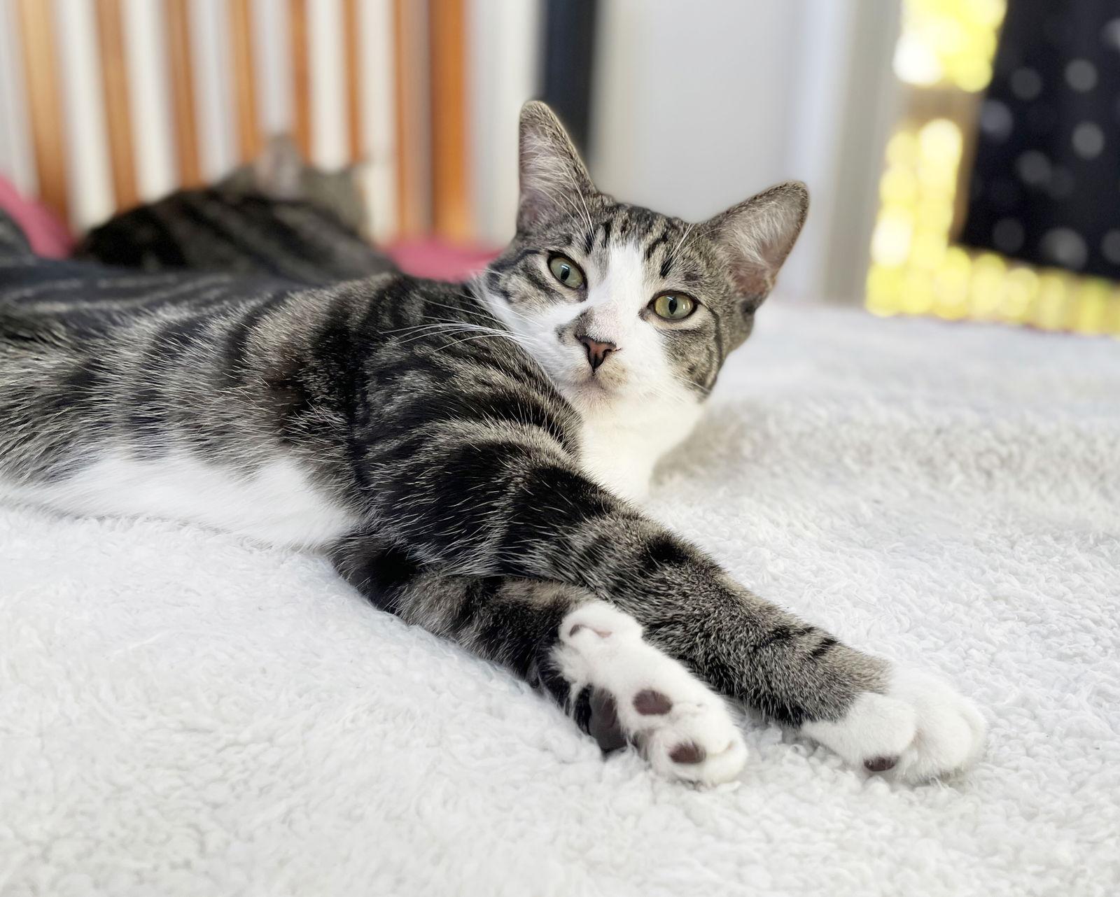 Enlarge Kumquat, a Adoptable mixed breed in Alameda, CA image 2/3