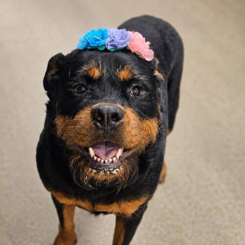 Tater, Adoptable, Adult Female Rottweiler.