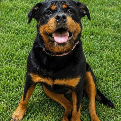 Enlarge Tater, a Adoptable Rottweiler in Broken Arrow, OK image 2/5