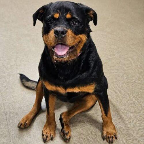 Enlarge Tater, a Adoptable Rottweiler in Broken Arrow, OK image 3/5
