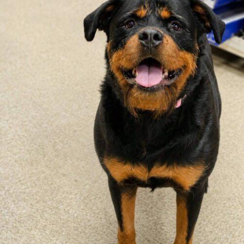 Enlarge Tater, a Adoptable Rottweiler in Broken Arrow, OK image 4/5