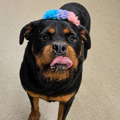 Enlarge Tater, a Adoptable Rottweiler in Broken Arrow, OK image 5/5