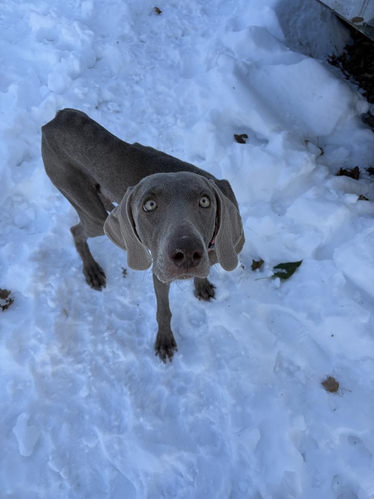 Maxine (The Pitt Momma) — thumbnail 3