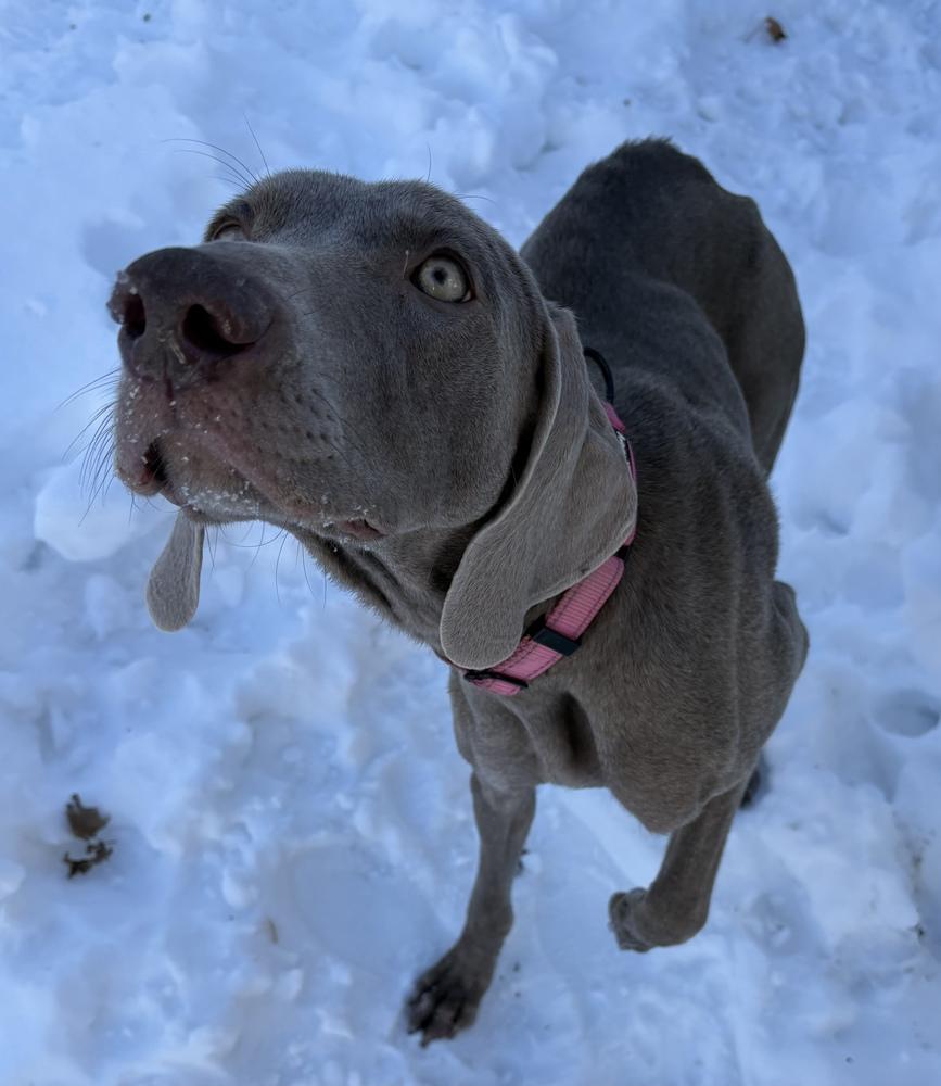 Maxine (The Pitt Momma) — thumbnail 4