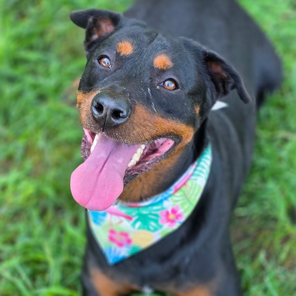 Dash, ADOPTABLE, Adult Female Rottweiler.