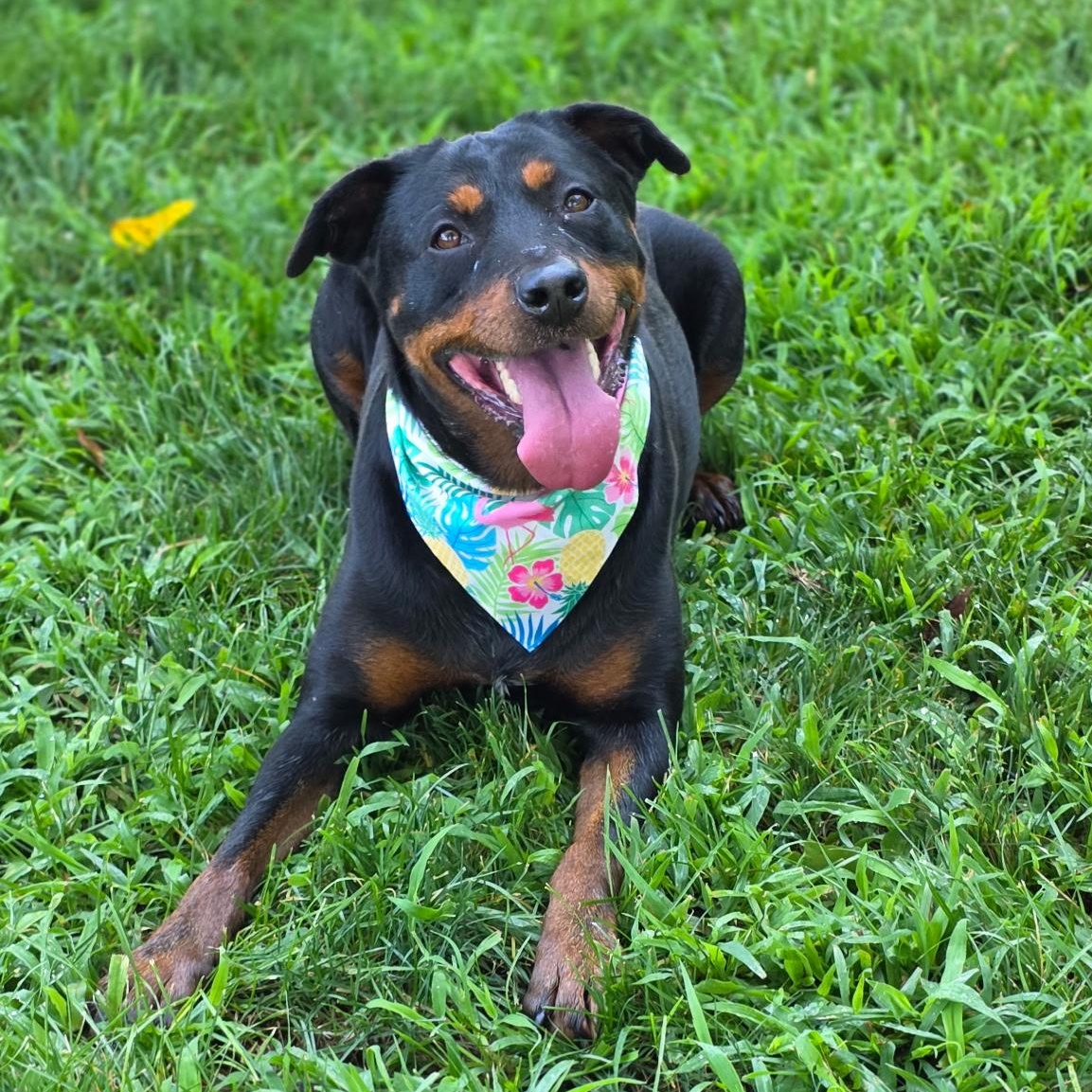 Dash, a ADOPTABLE mixed breed in Smithtown, NY image 3/3