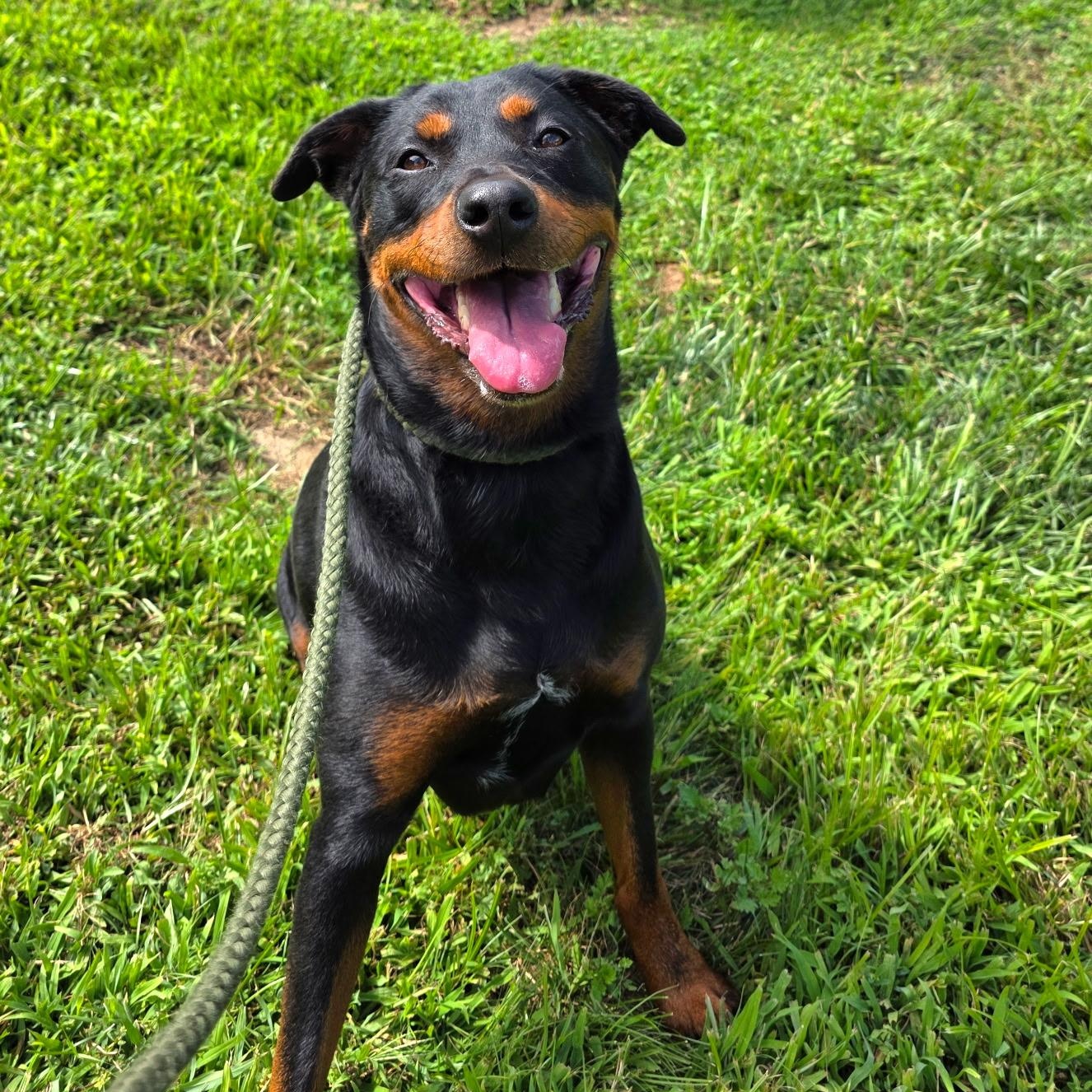 Dash, a ADOPTABLE mixed breed in Smithtown, NY image 2/3