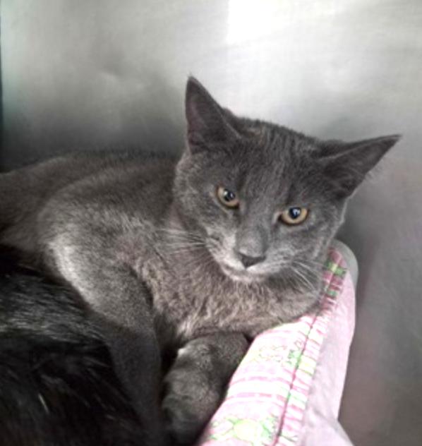 Enlarge Rose', a Adoptable mixed breed in Marshall, NC image 2/2