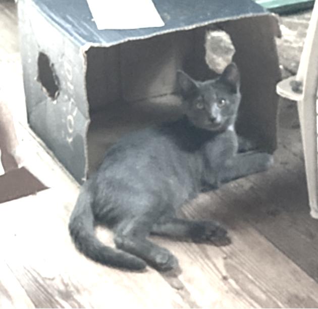Rose', Adoptable, Young Male Domestic Short Hair.