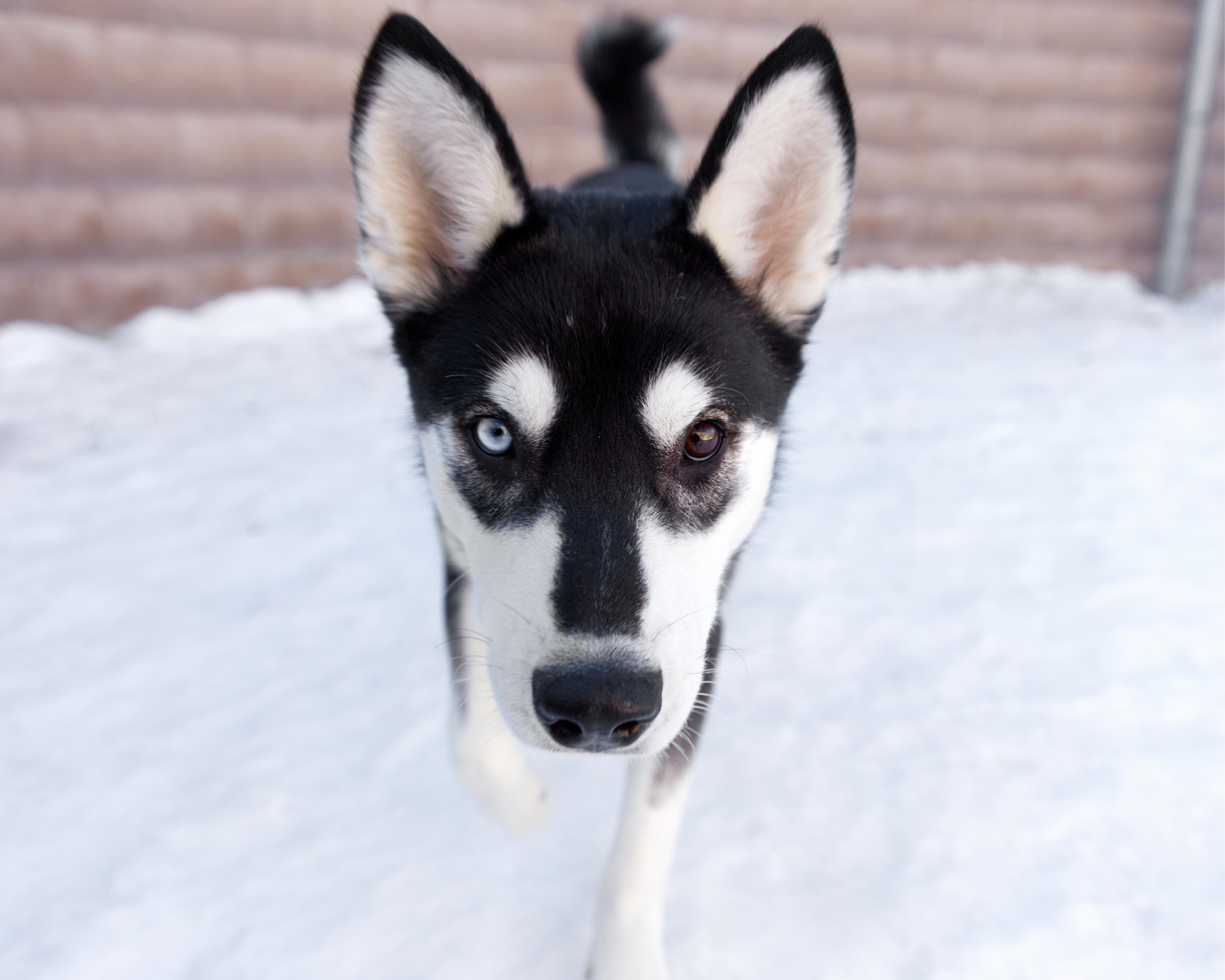 Summit, an adoptable mixed breed in Winnipeg, MB image 3/5