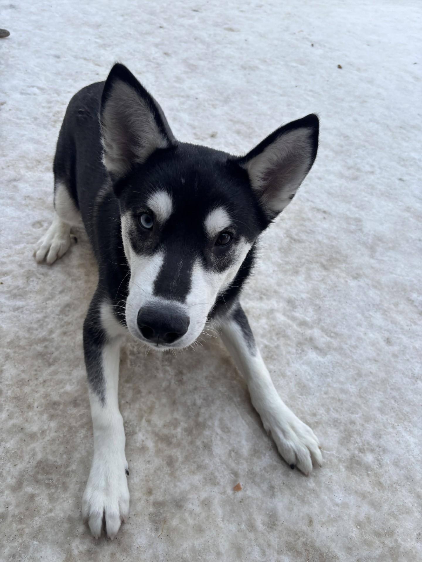 Enlarge Summit, an adoptable mixed breed in Winnipeg, MB image 2/2