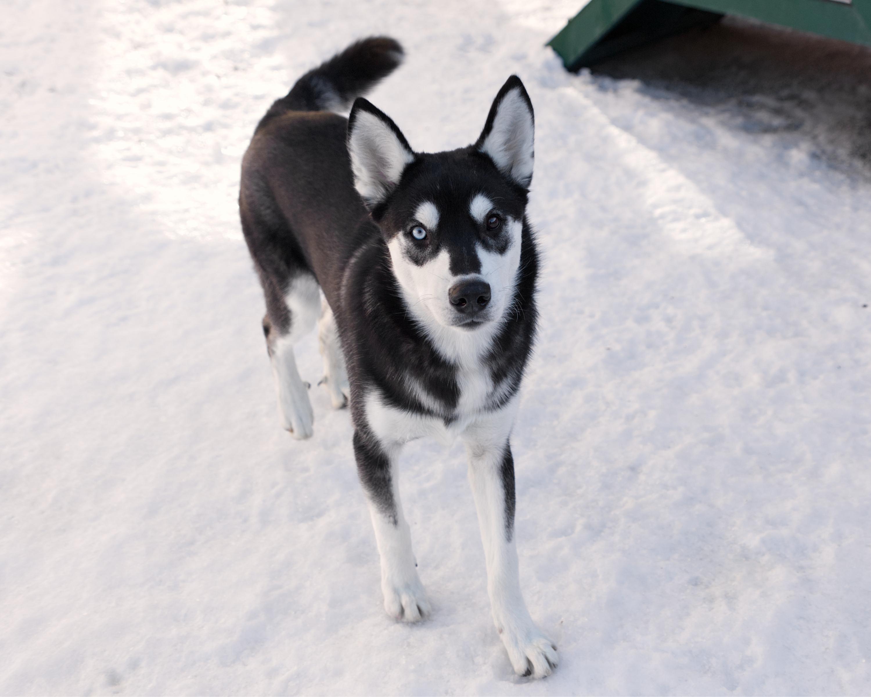 Summit, an adoptable mixed breed in Winnipeg, MB image 2/5