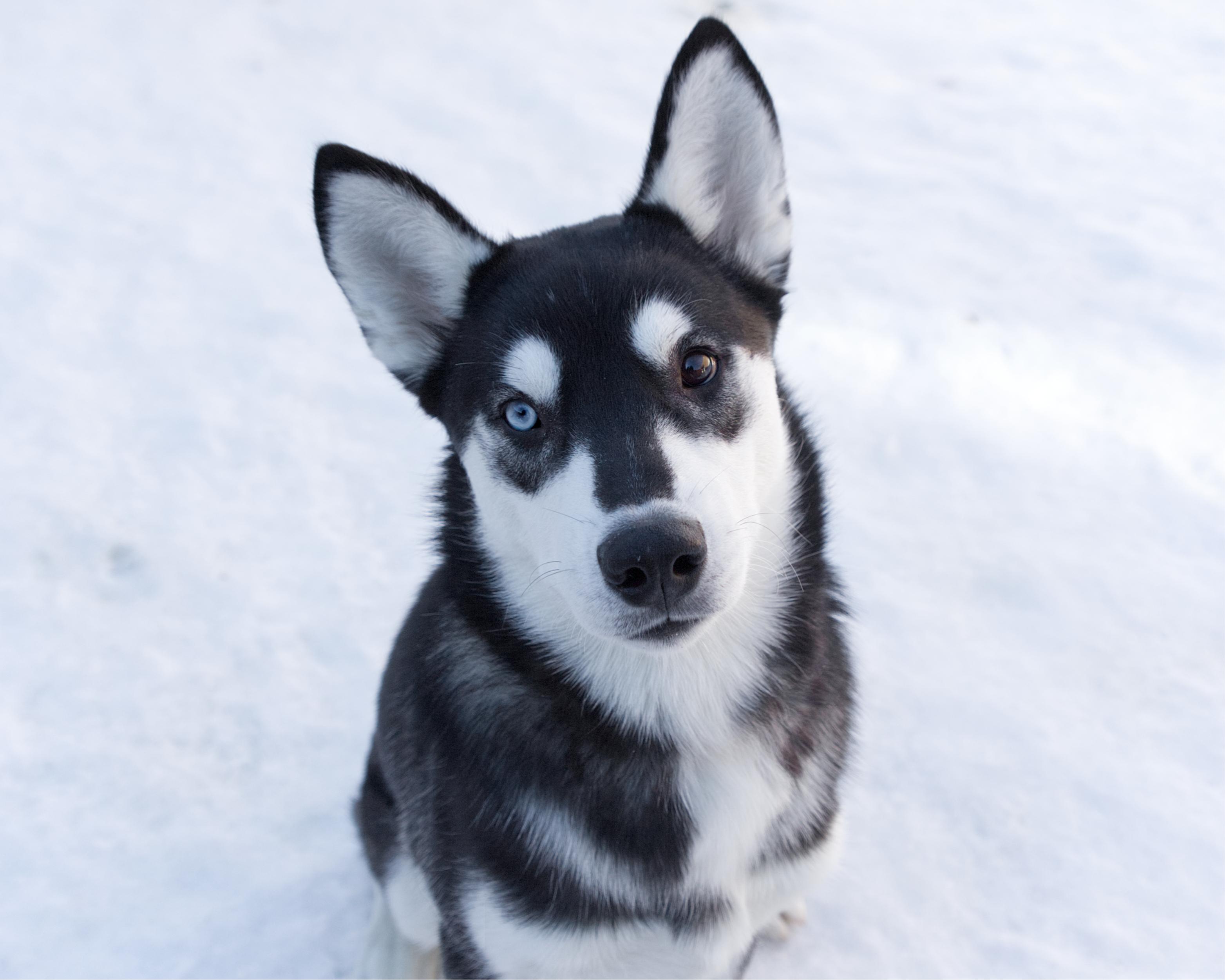 Summit, adoptable, Adult Male Siberian Husky.