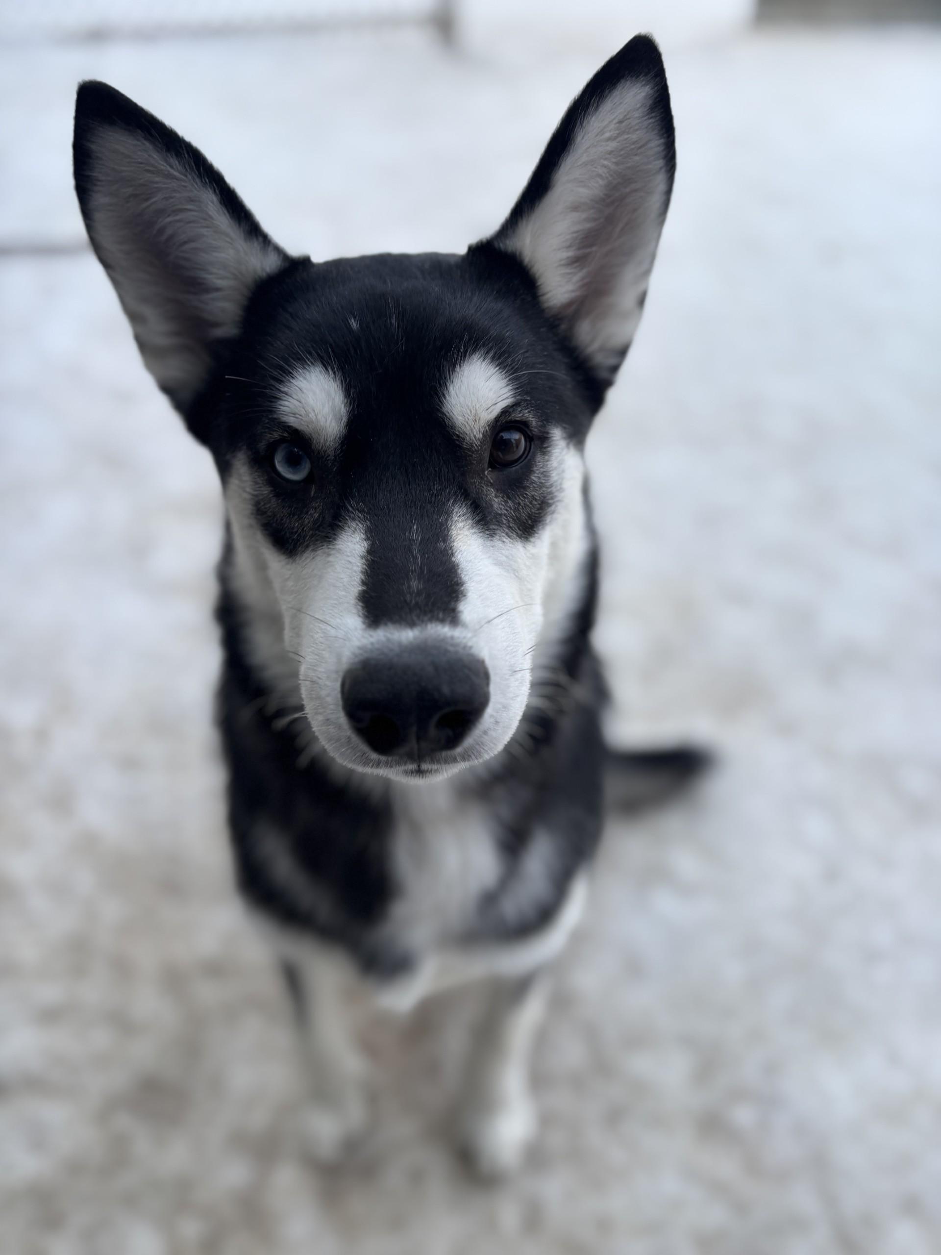 Summit, adoptable, Adult Male Siberian Husky.