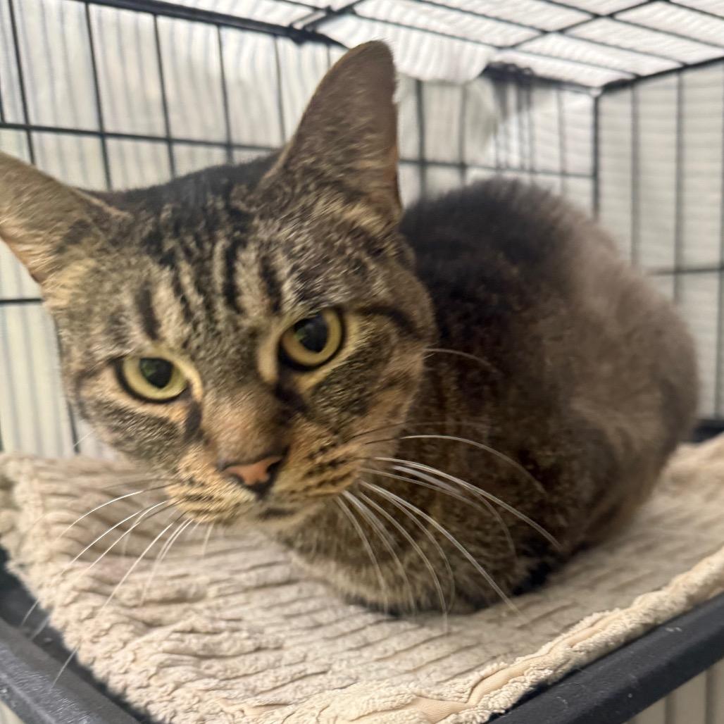 Hazel, Adoptable, Senior Female Domestic Short Hair.