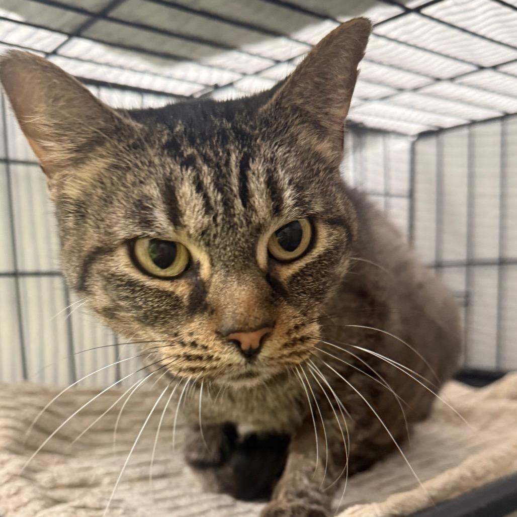 Hazel, a Adoptable Domestic Short Hair in Normal, IL image 2/3