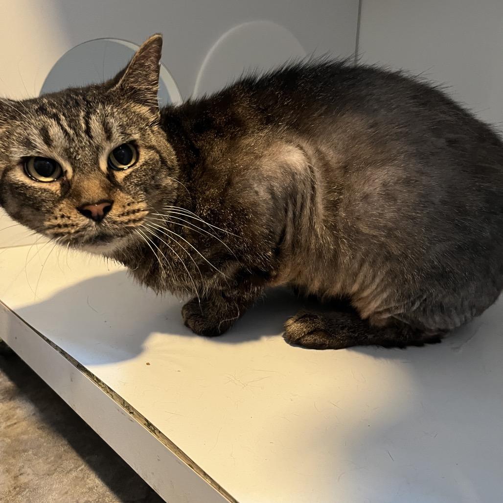 Hazel, a Adoptable Domestic Short Hair in Normal, IL image 3/3