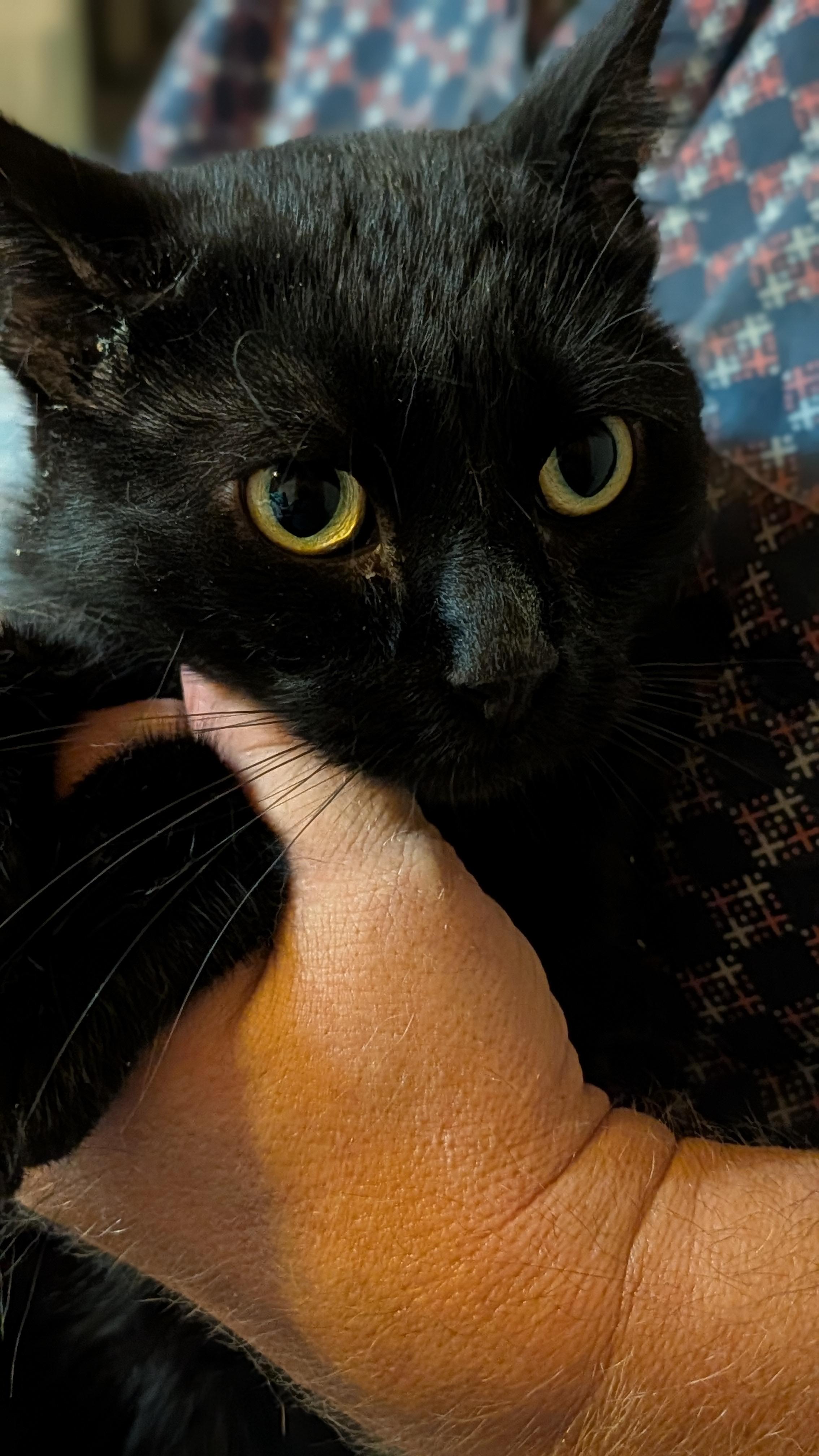 Enlarge RICCO, a Adoptable Domestic Short Hair in Pena Blanca, NM image 4/4