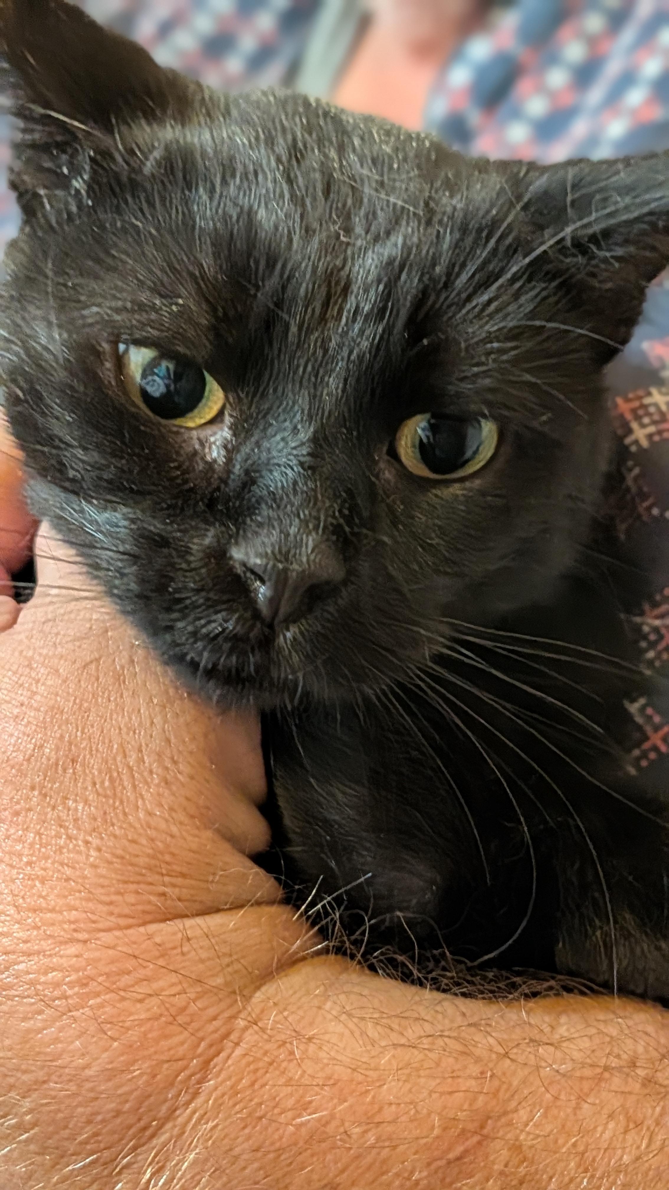 Enlarge RICCO, a Adoptable Domestic Short Hair in Pena Blanca, NM image 2/4