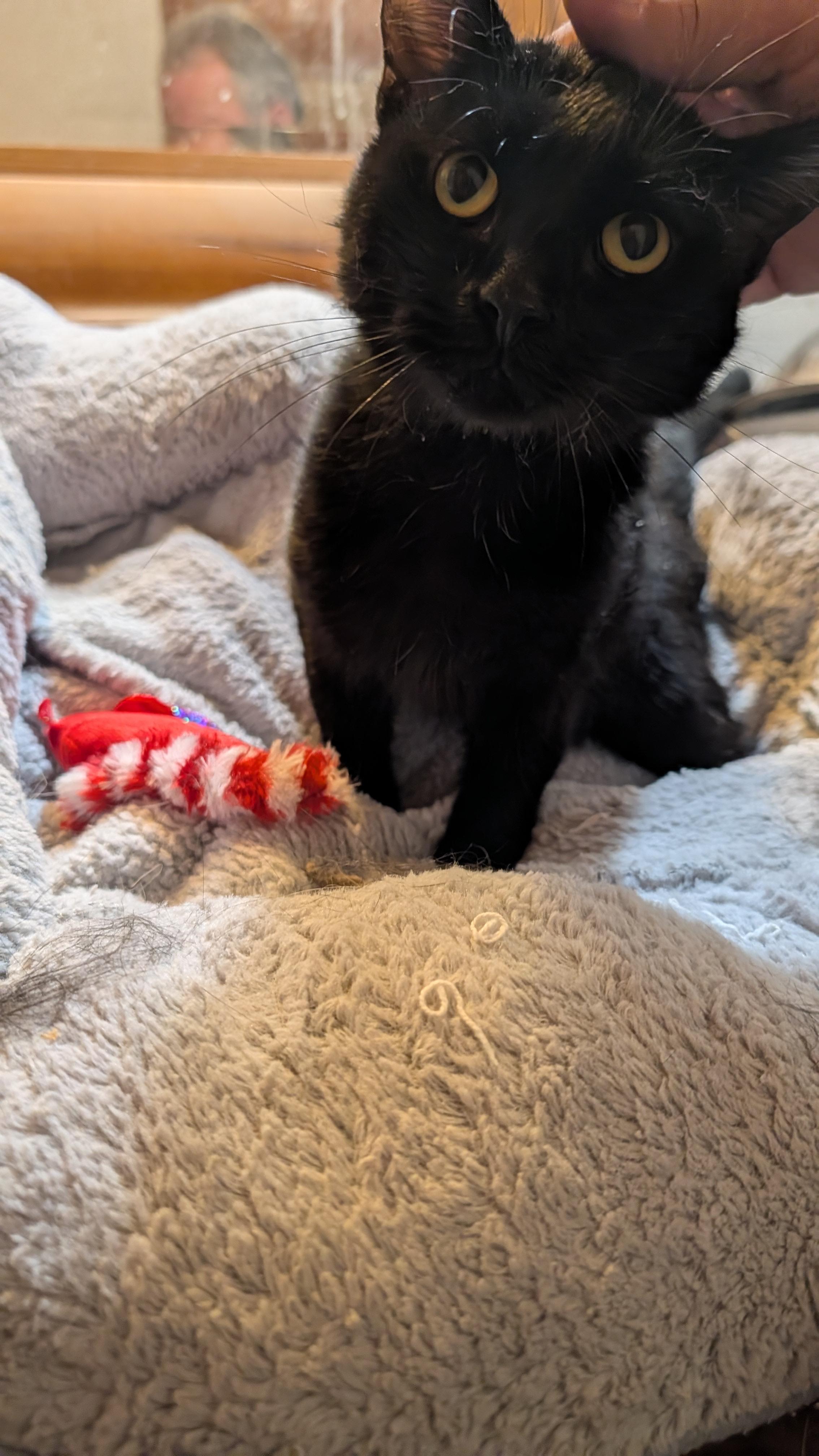 RICCO, Adoptable, Adult Male Domestic Short Hair.