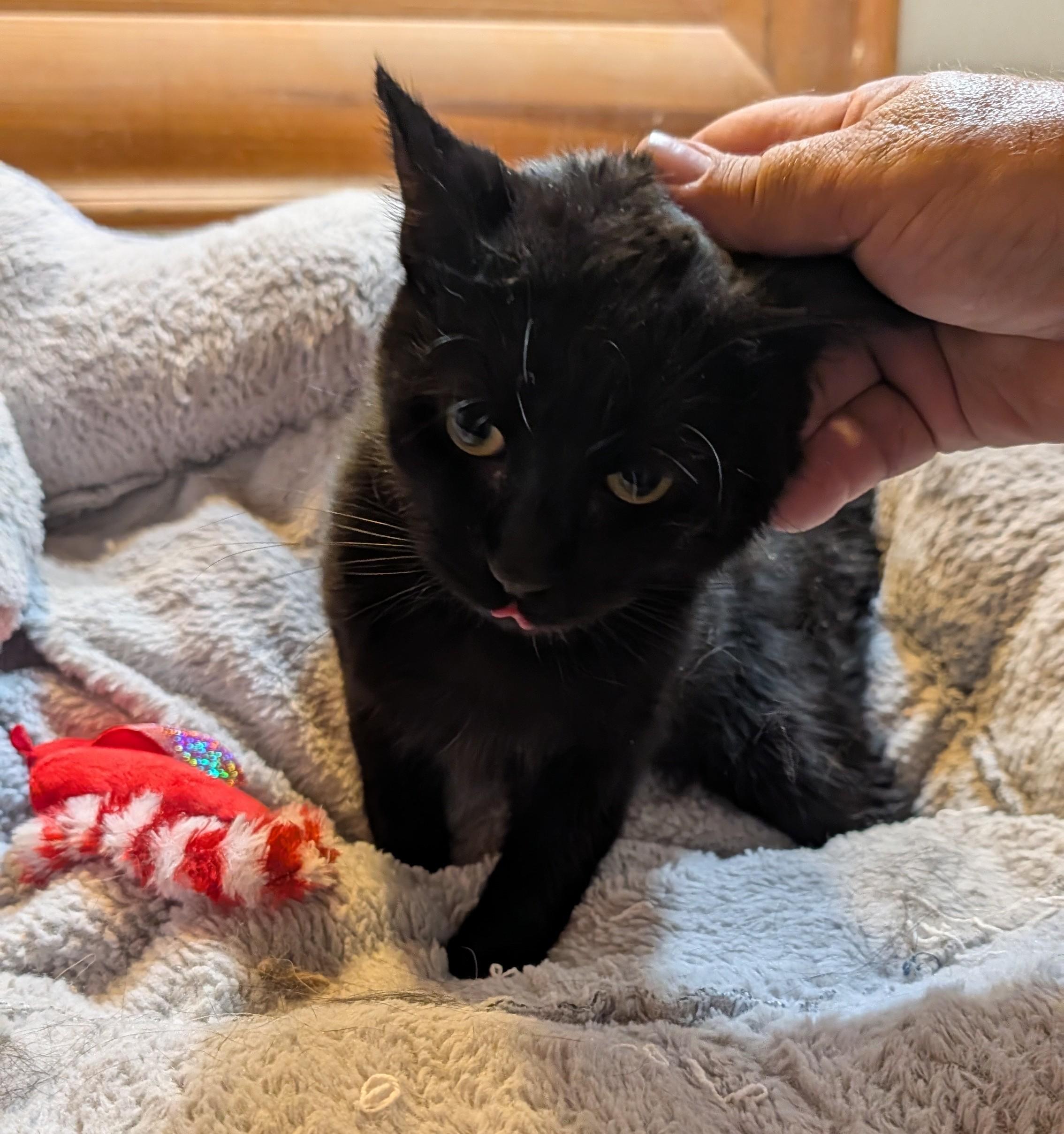 Enlarge RICCO, a Adoptable Domestic Short Hair in Pena Blanca, NM image 3/4