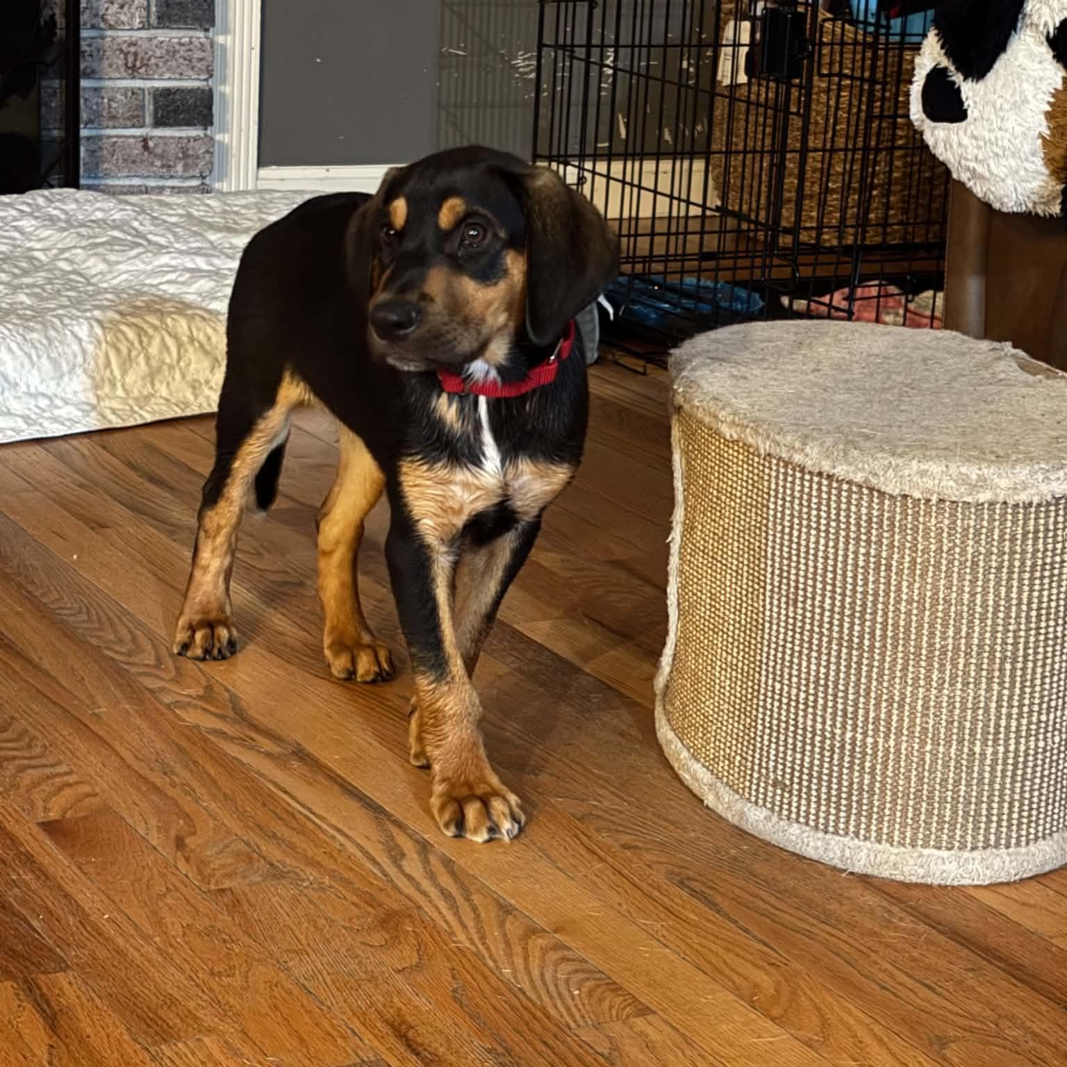 Connor, a ADOPTABLE mixed breed in Billerica, MA image 5/6