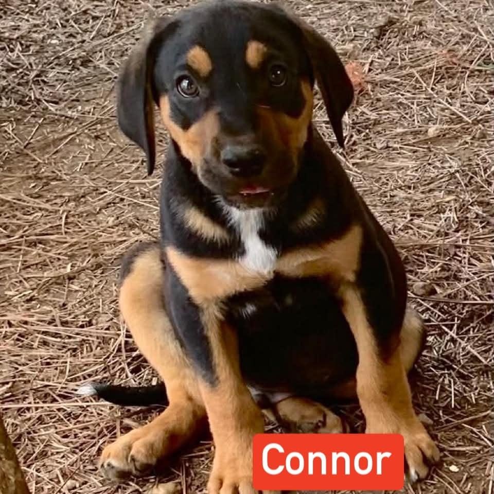 Connor, a ADOPTABLE mixed breed in Billerica, MA image 3/6