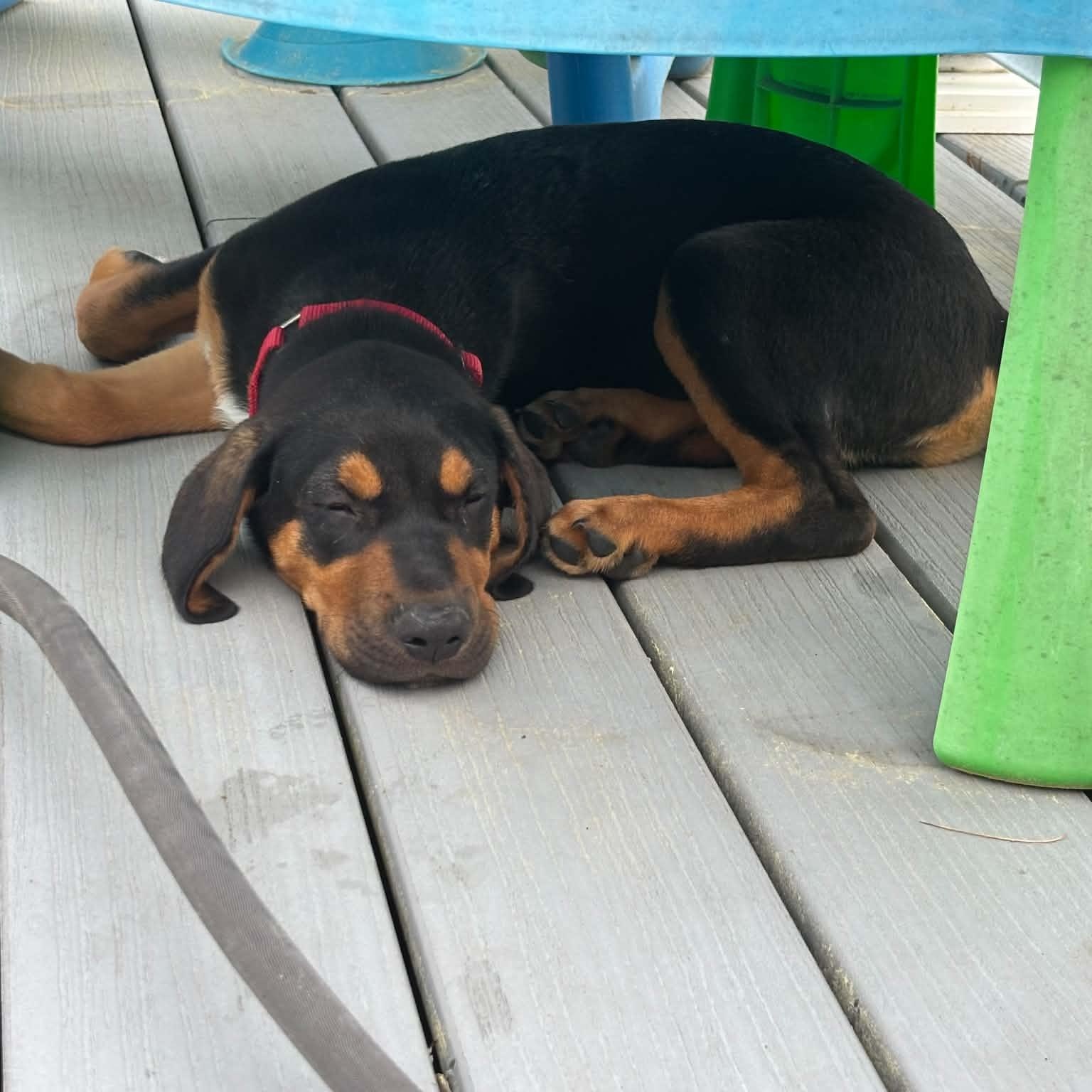 Connor, a ADOPTABLE mixed breed in Billerica, MA image 6/6