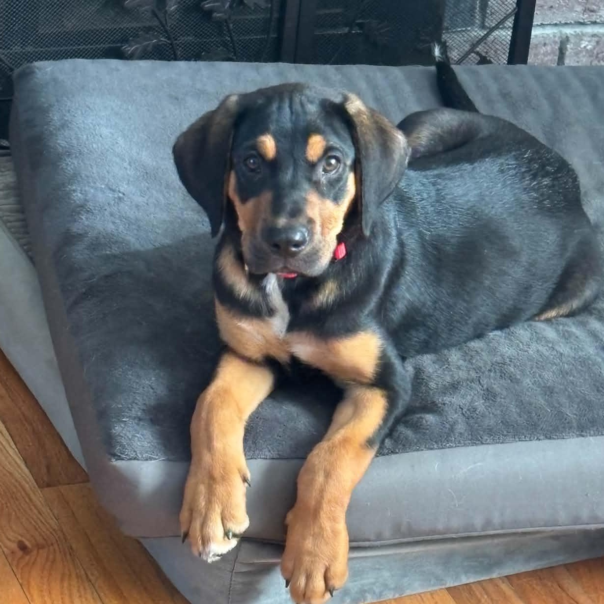 Connor, ADOPTABLE, Puppy Male Hound.