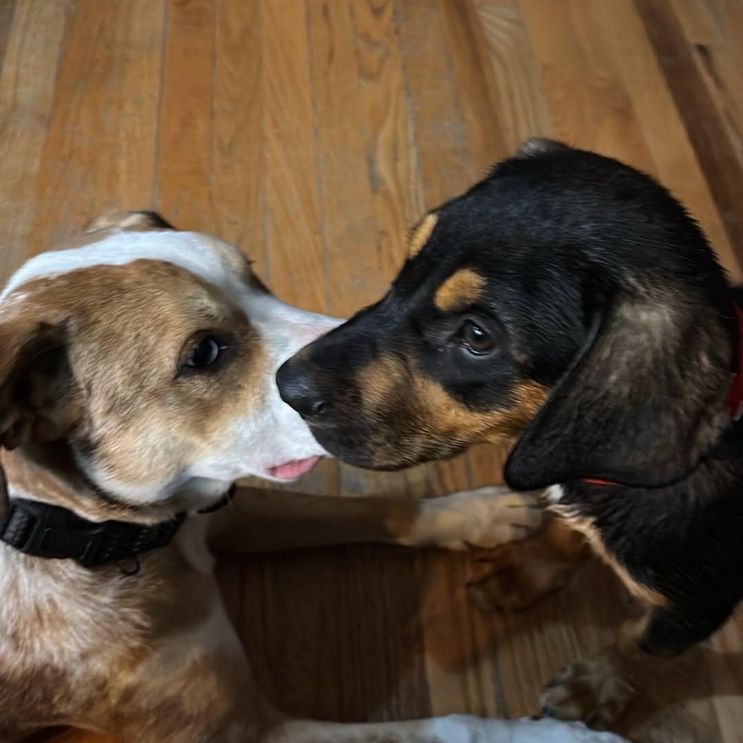 Connor, a ADOPTABLE mixed breed in Billerica, MA image 4/6