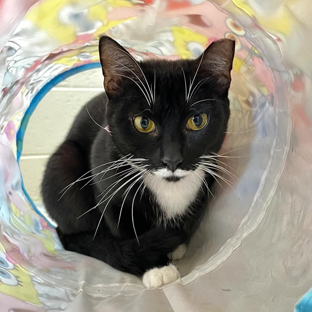 Sunny, Adoptable, Young Female Domestic Short Hair.