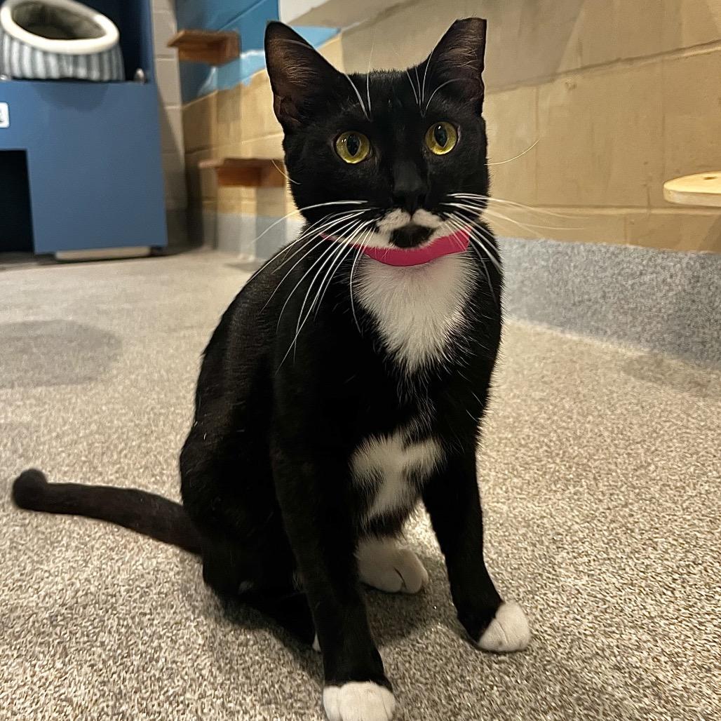 Sunny, a Adoptable Domestic Short Hair in Englewood, FL image 2/6