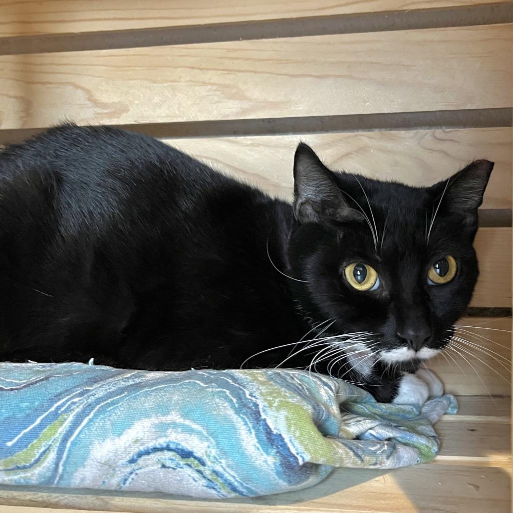 Sunny, a Adoptable Domestic Short Hair in Englewood, FL image 3/6