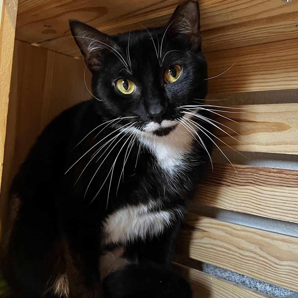 Sunny, a Adoptable Domestic Short Hair in Englewood, FL image 4/6