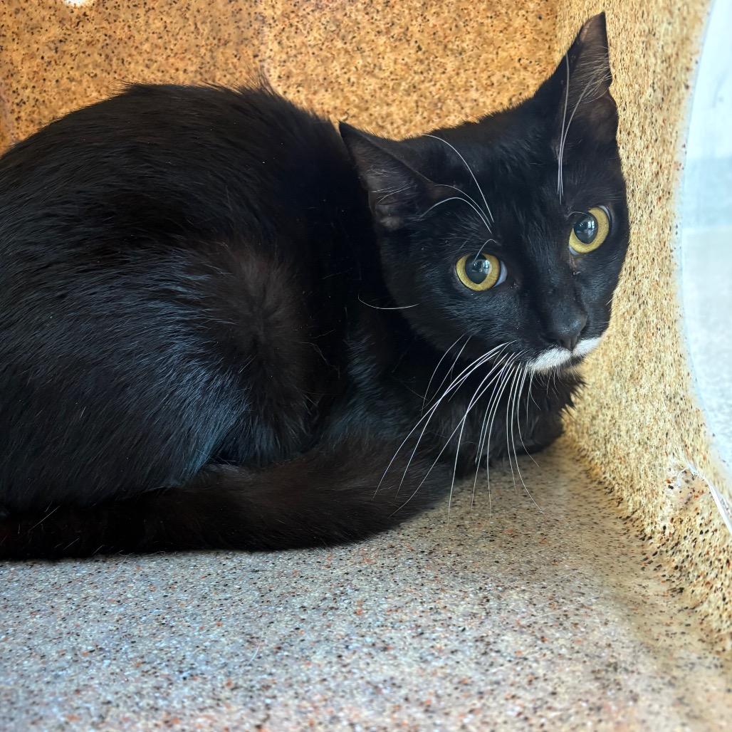 Sunny, a Adoptable Domestic Short Hair in Englewood, FL image 5/6