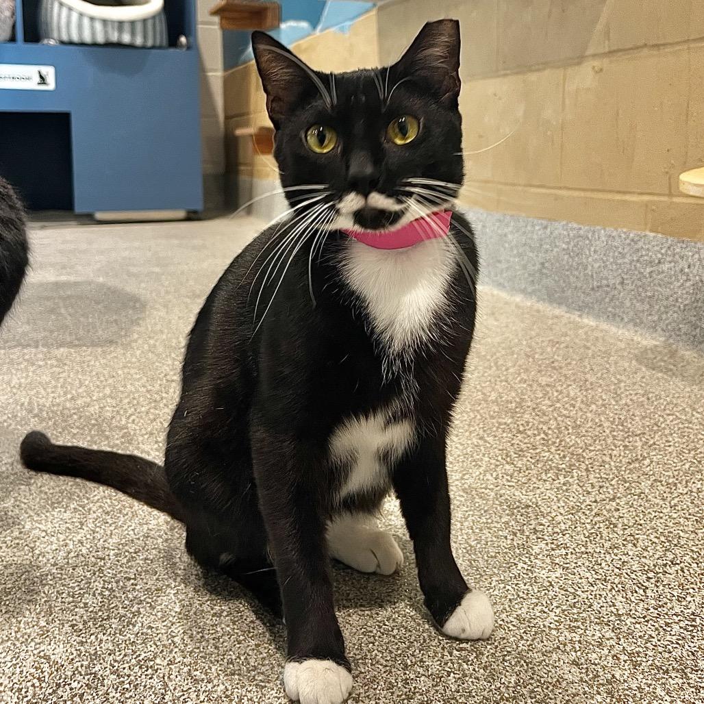 Sunny, a Adoptable Domestic Short Hair in Englewood, FL image 6/6
