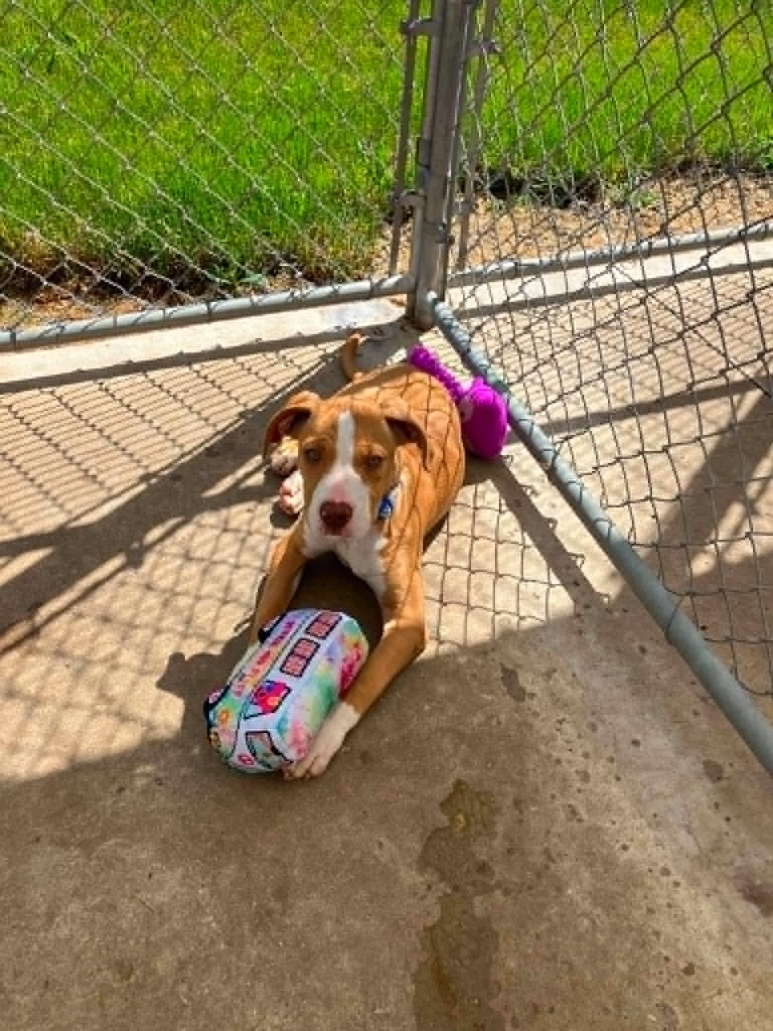 Enlarge Benji, a ADOPTABLE mixed breed in Creston, IA image 2/4