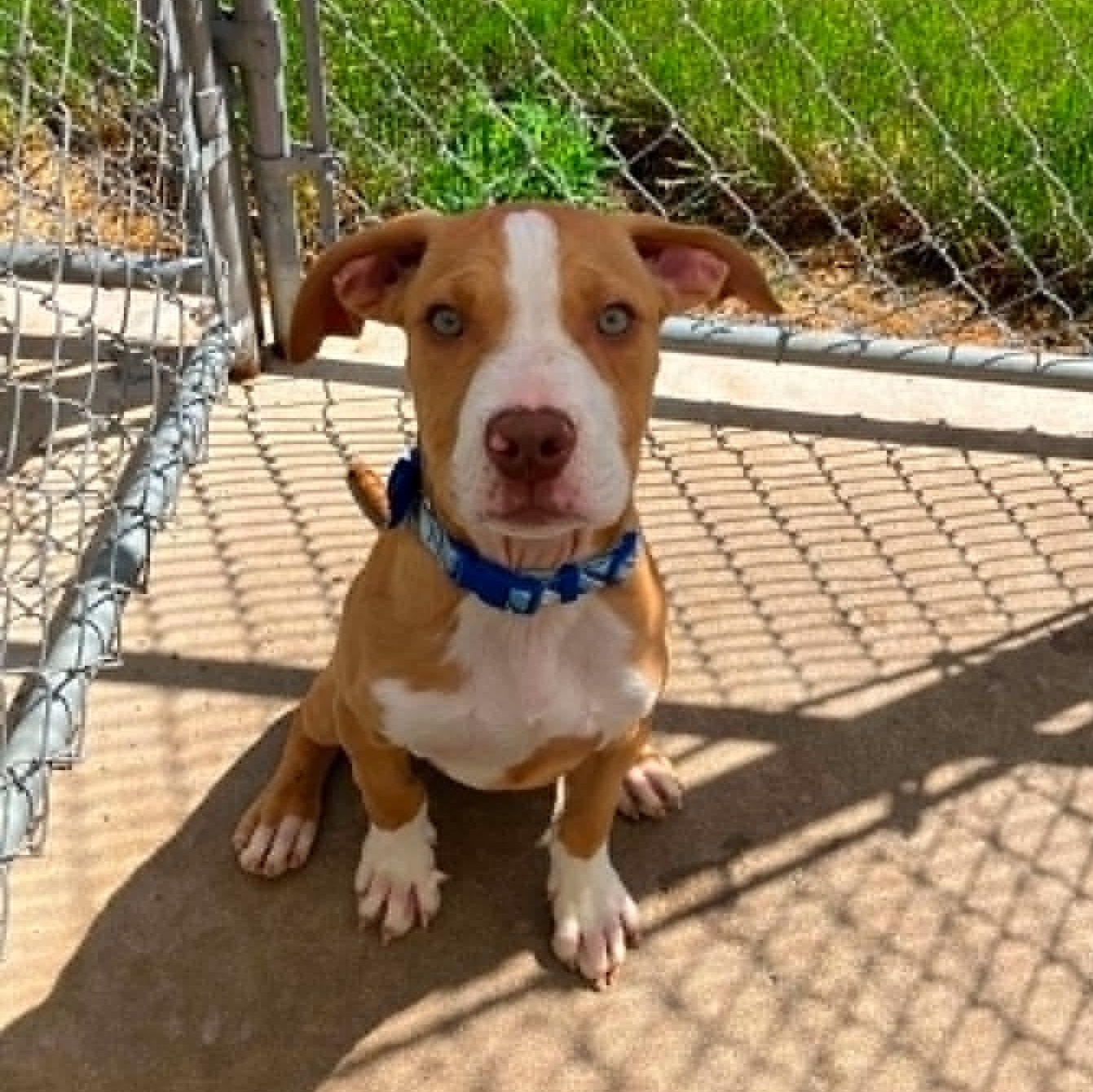 Benji, ADOPTABLE, Puppy Male Pit Bull Terrier & Boxer.