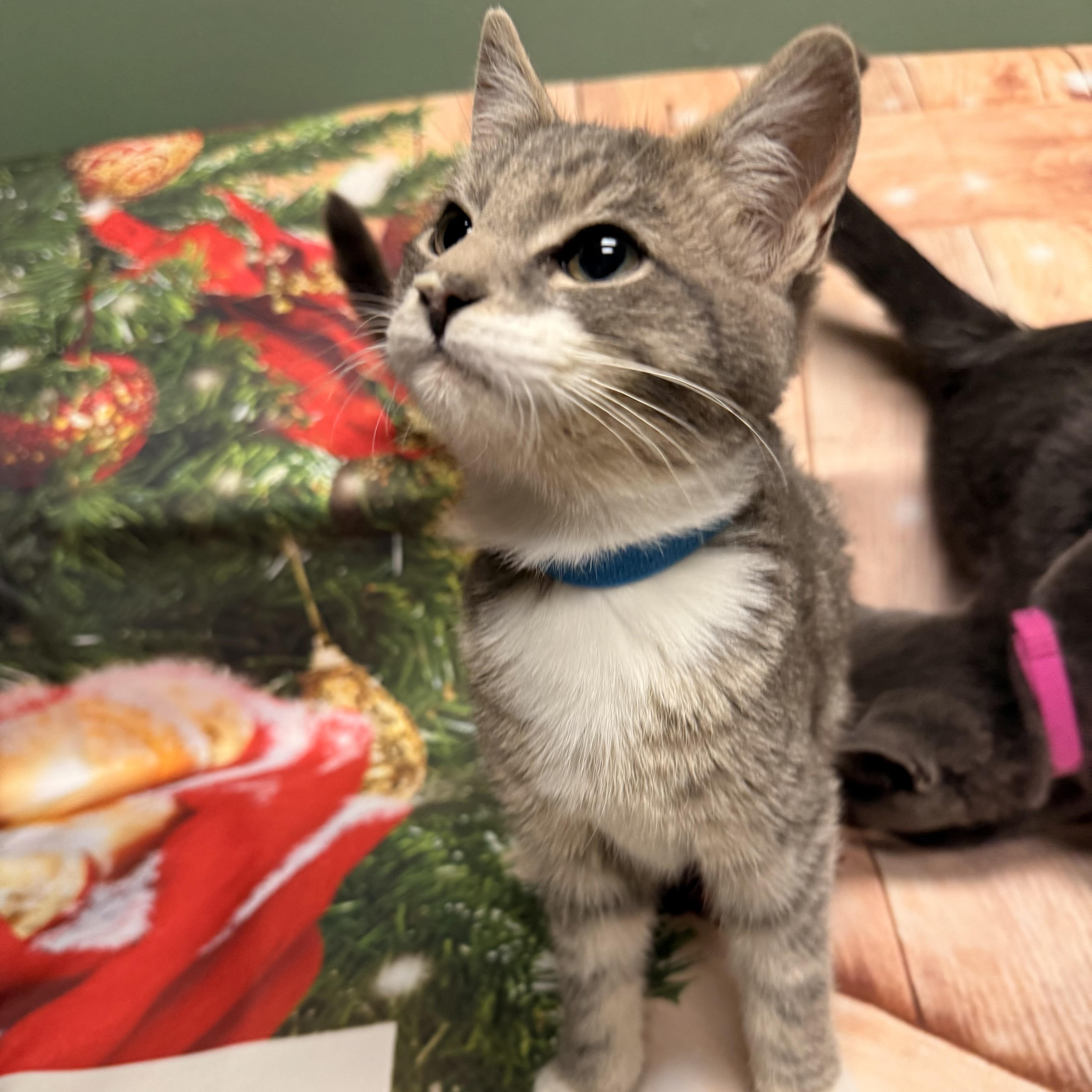 Enlarge Vixen, a ADOPTABLE Domestic Short Hair in Fairfax Station, VA image 1/3