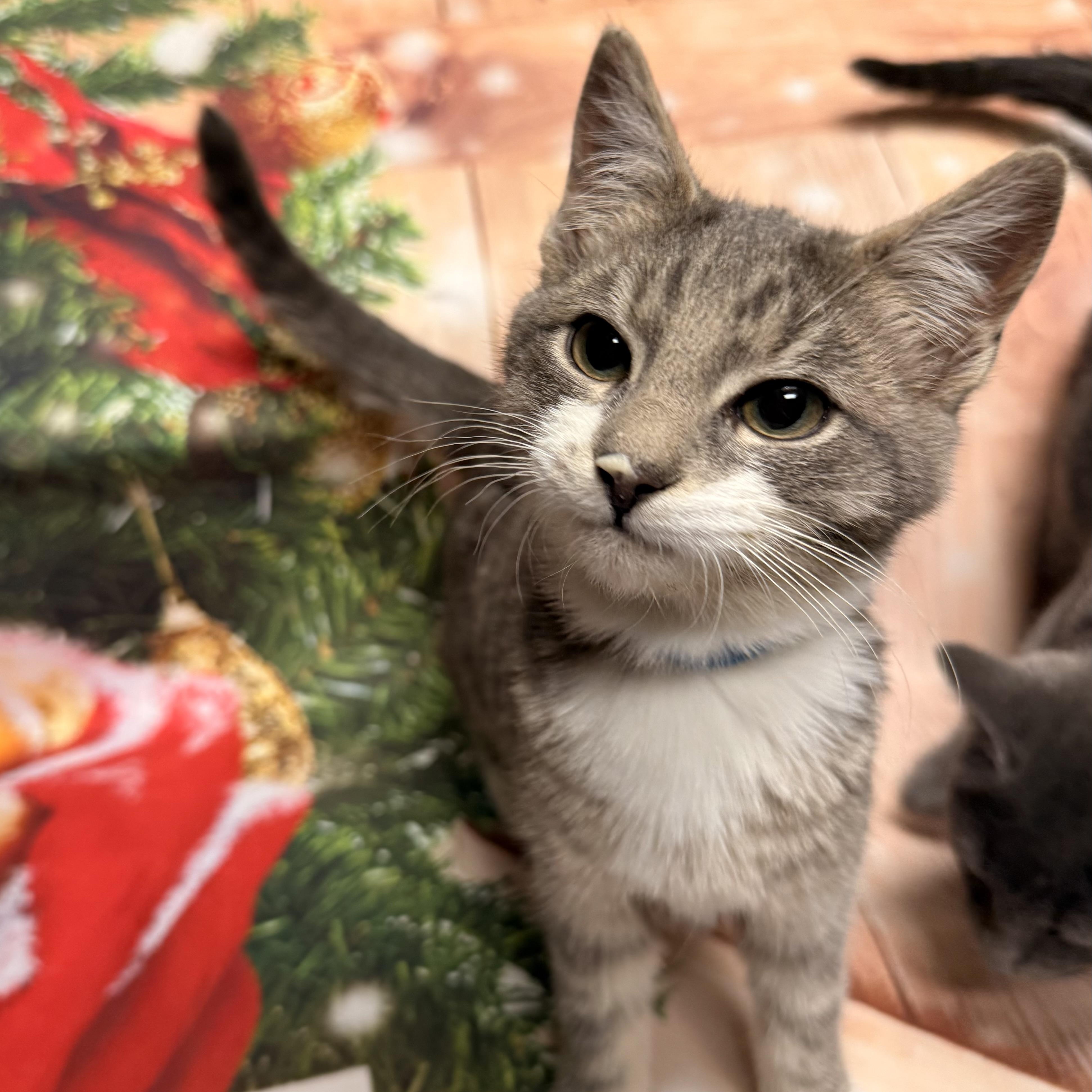 Enlarge Vixen, a ADOPTABLE Domestic Short Hair in Fairfax Station, VA image 2/3